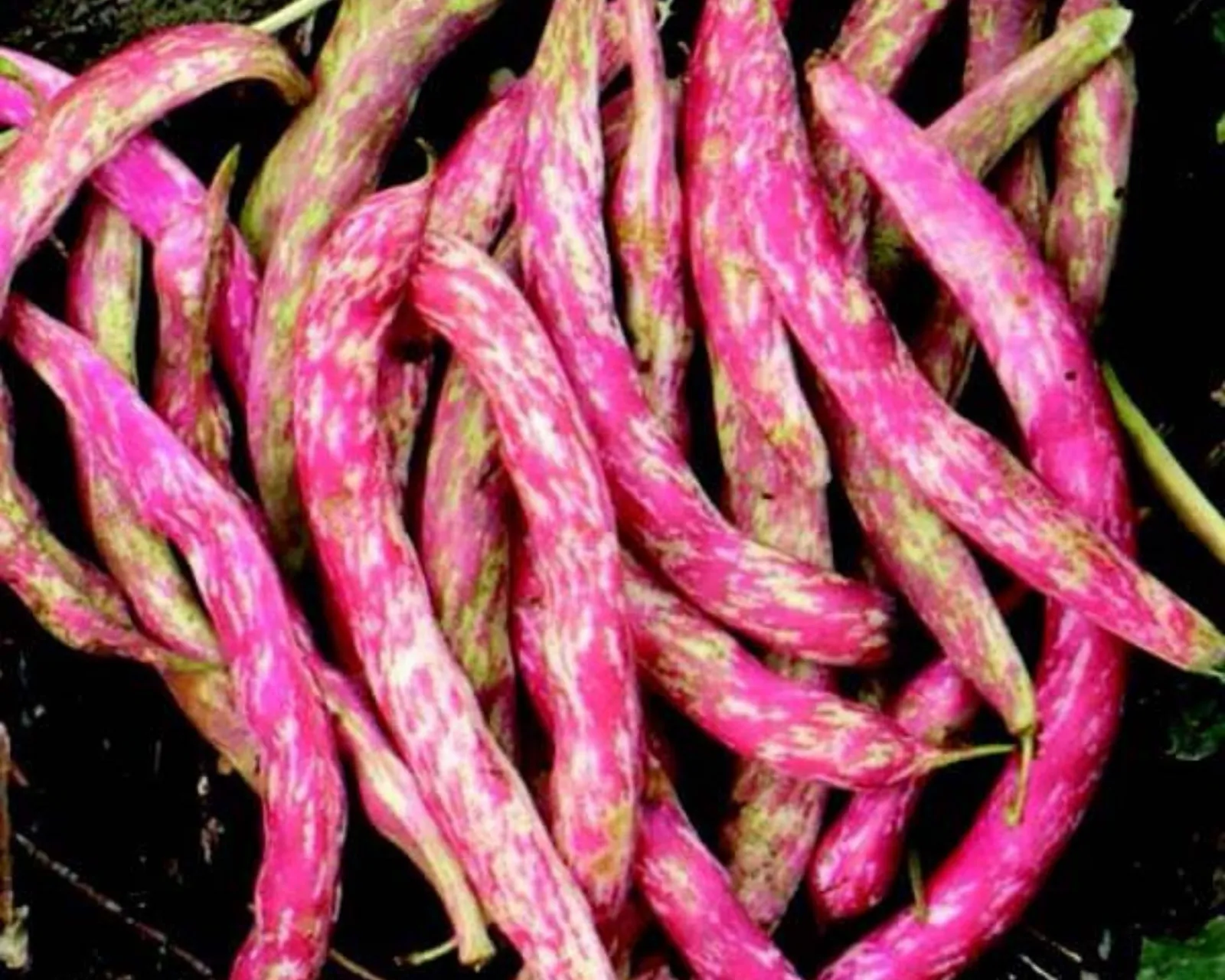 Vermont Cranberry Beans