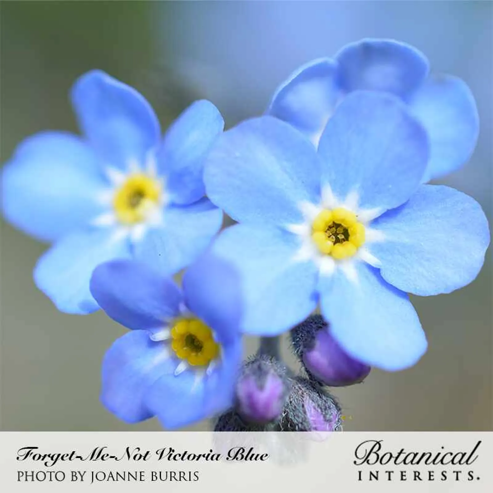 Victoria Blue Forget-Me-Not