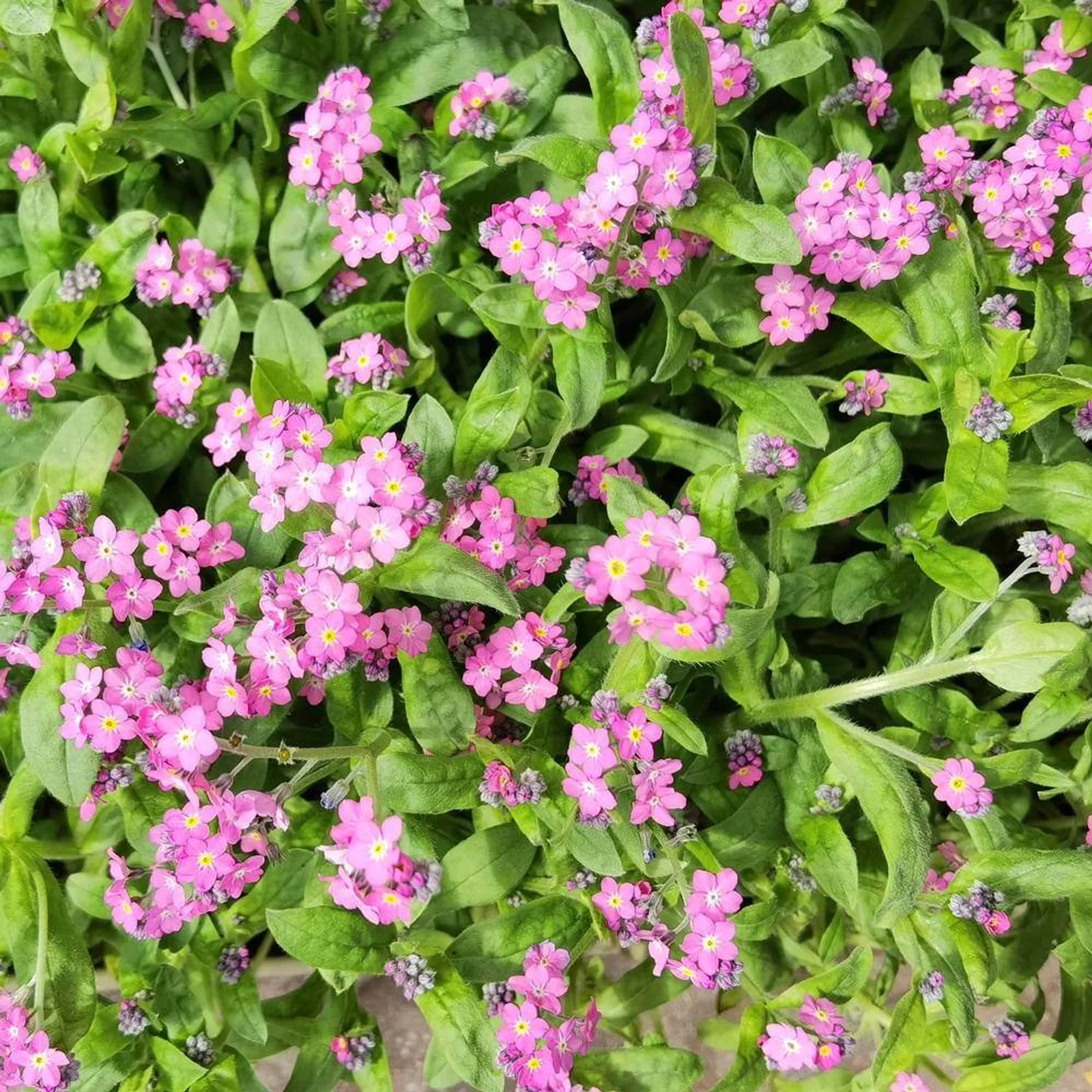 Victoria Pink Forget-Me-Not