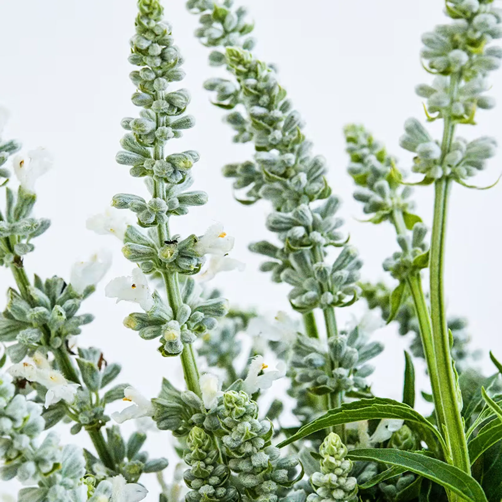 Victoria White Sage