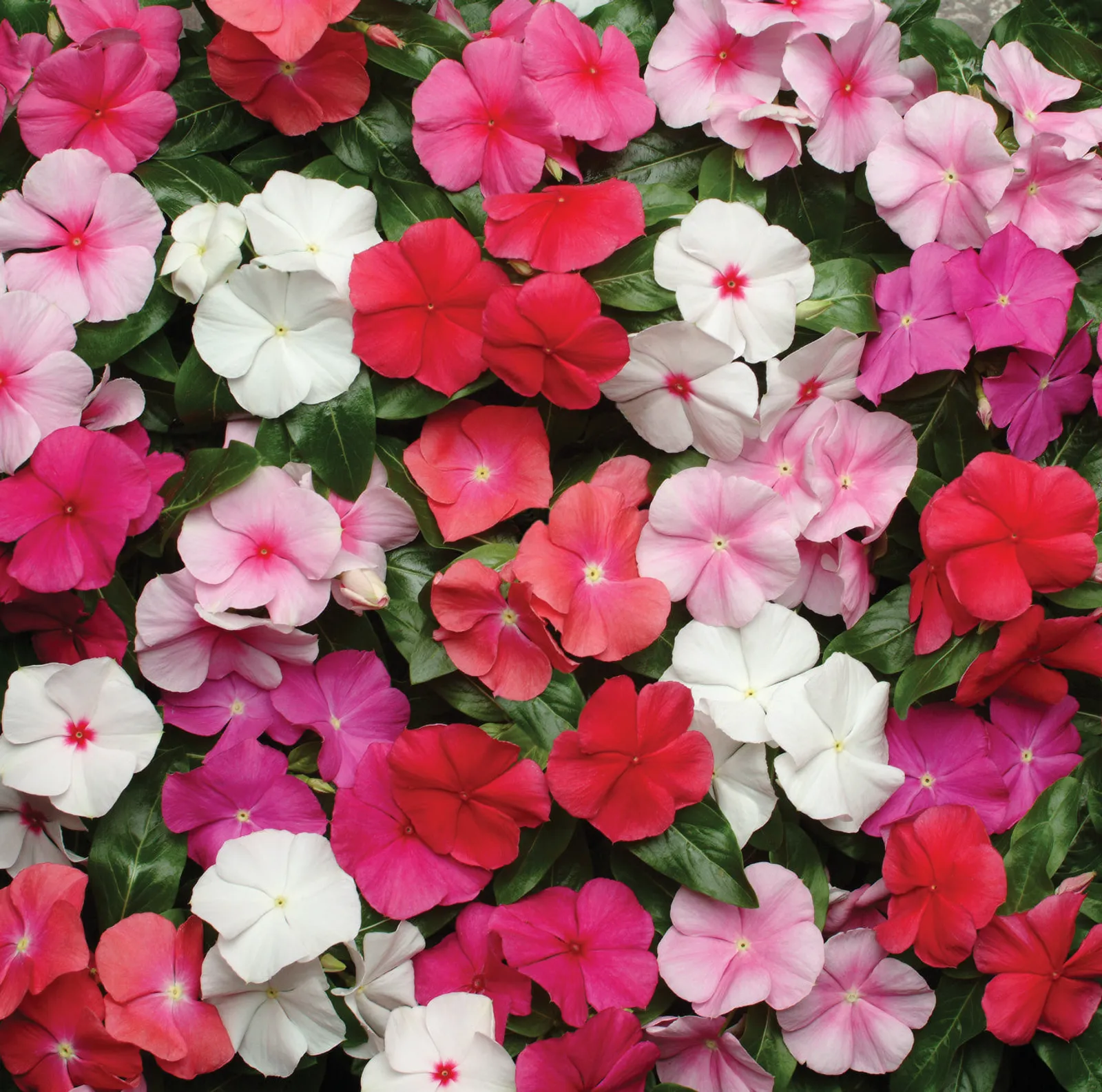 Vinca Pacifica XP Mix Petunia