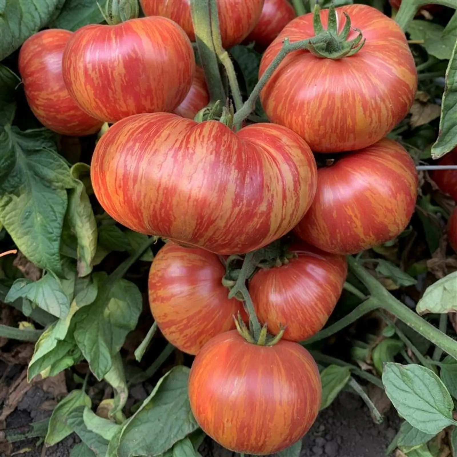 Vintage Wine Tomatoes