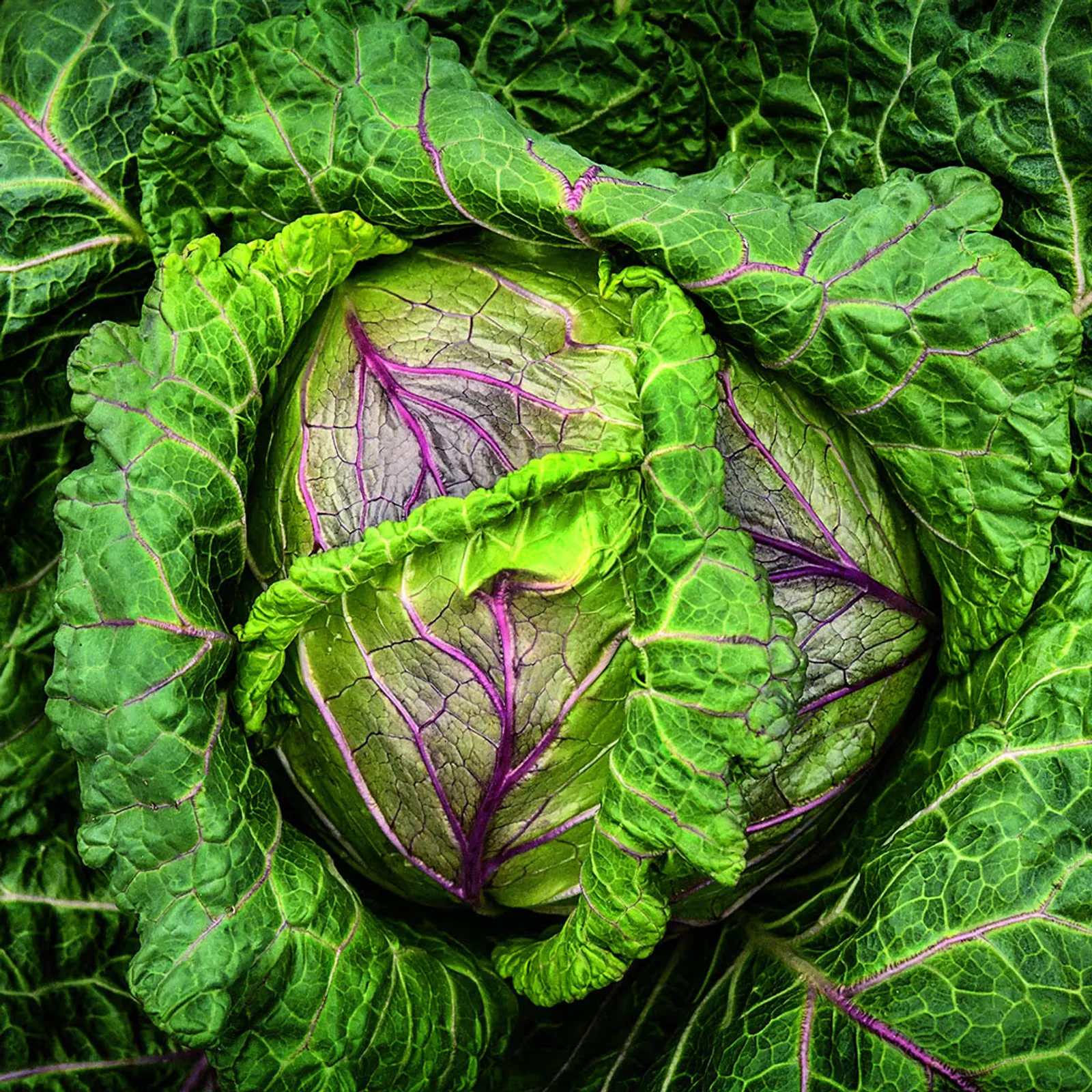 Violaceo Di Verona Cabbage