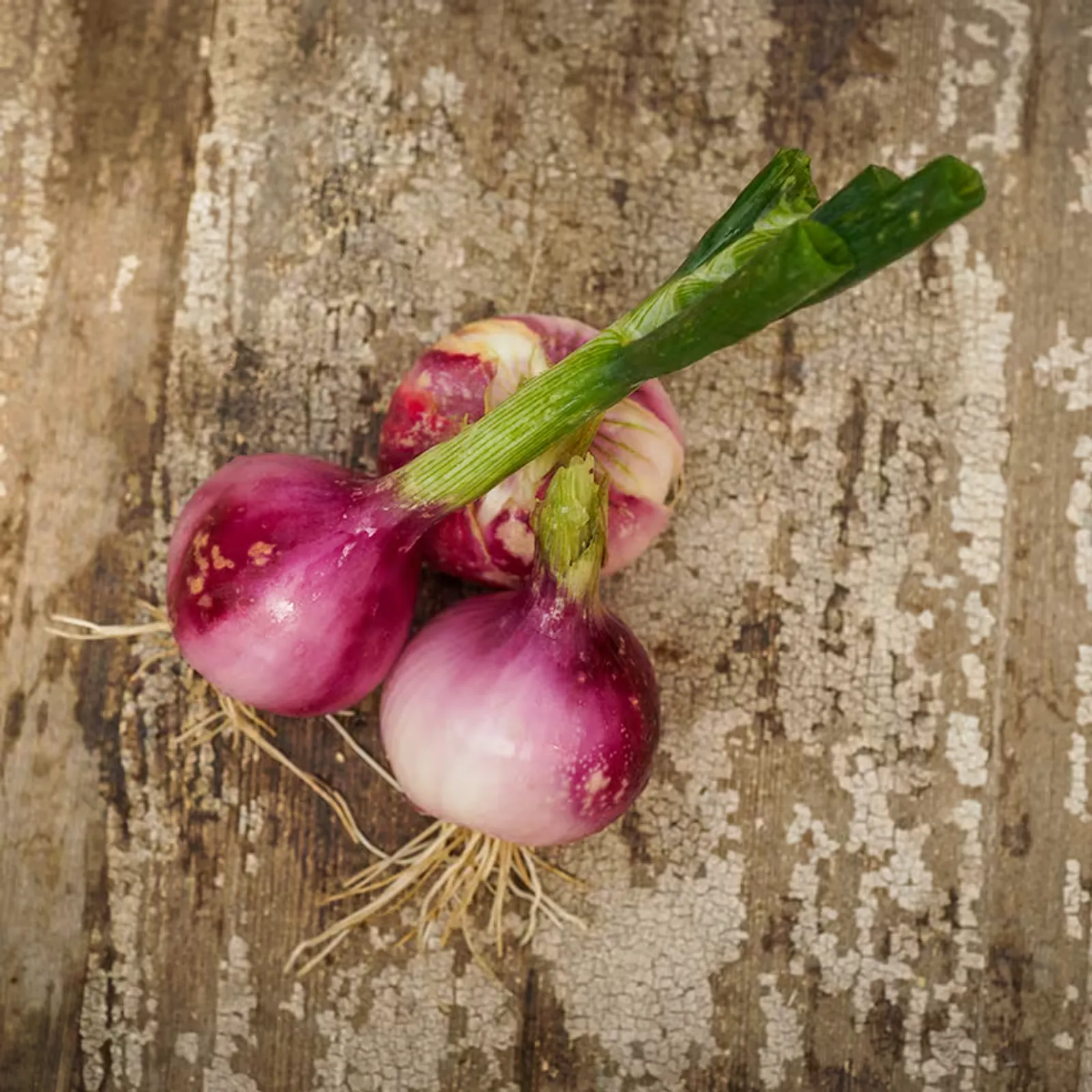 Violet De Galmi Onions