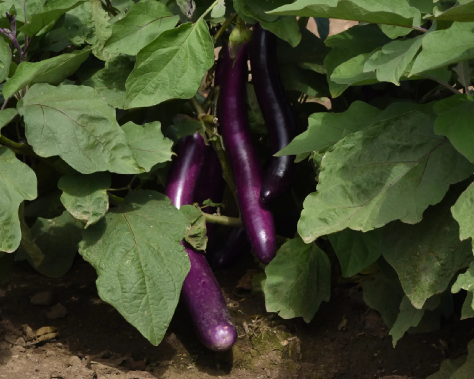 Violet Delight Eggplant