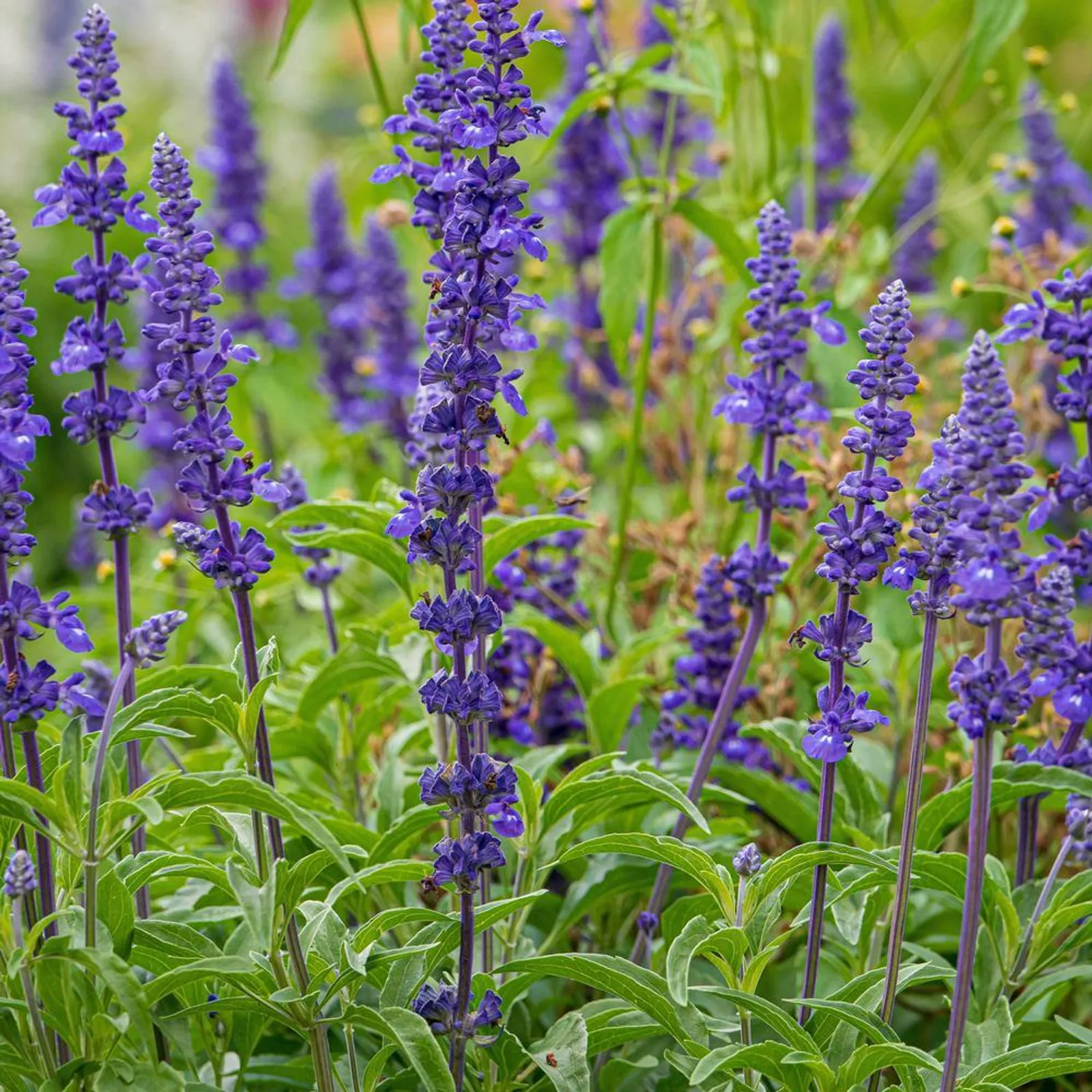 Violet Queen Salvia Lavender