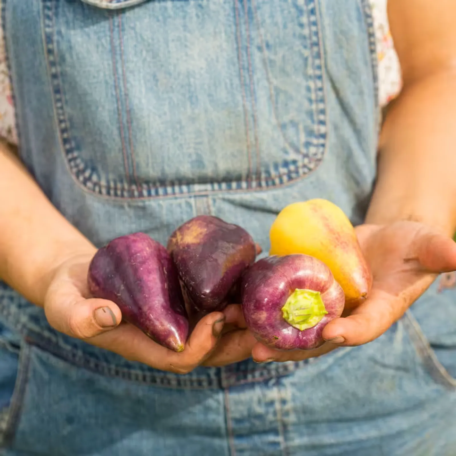 Violet Sparkle Peppers