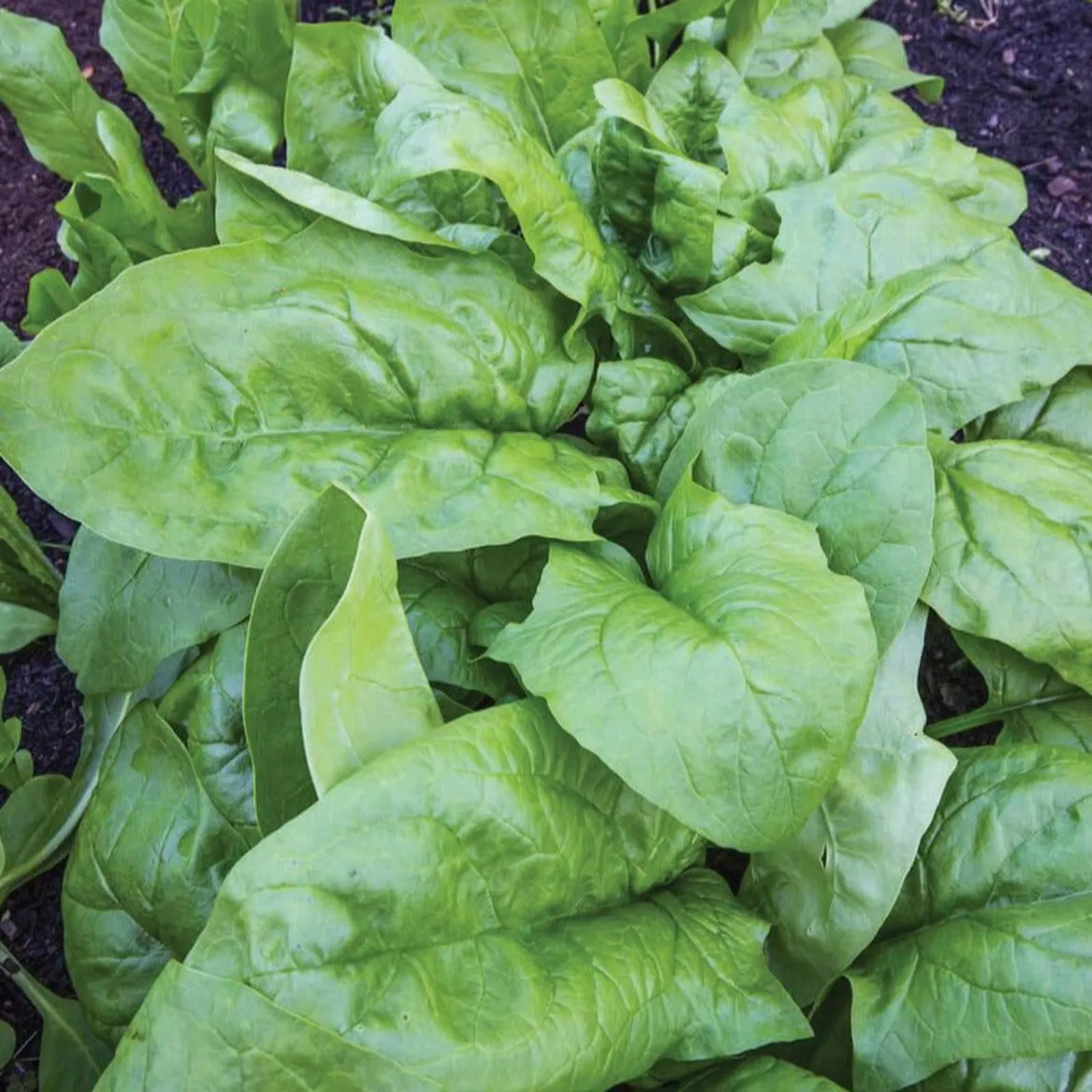 Monstrueux De Viroflay Spinach