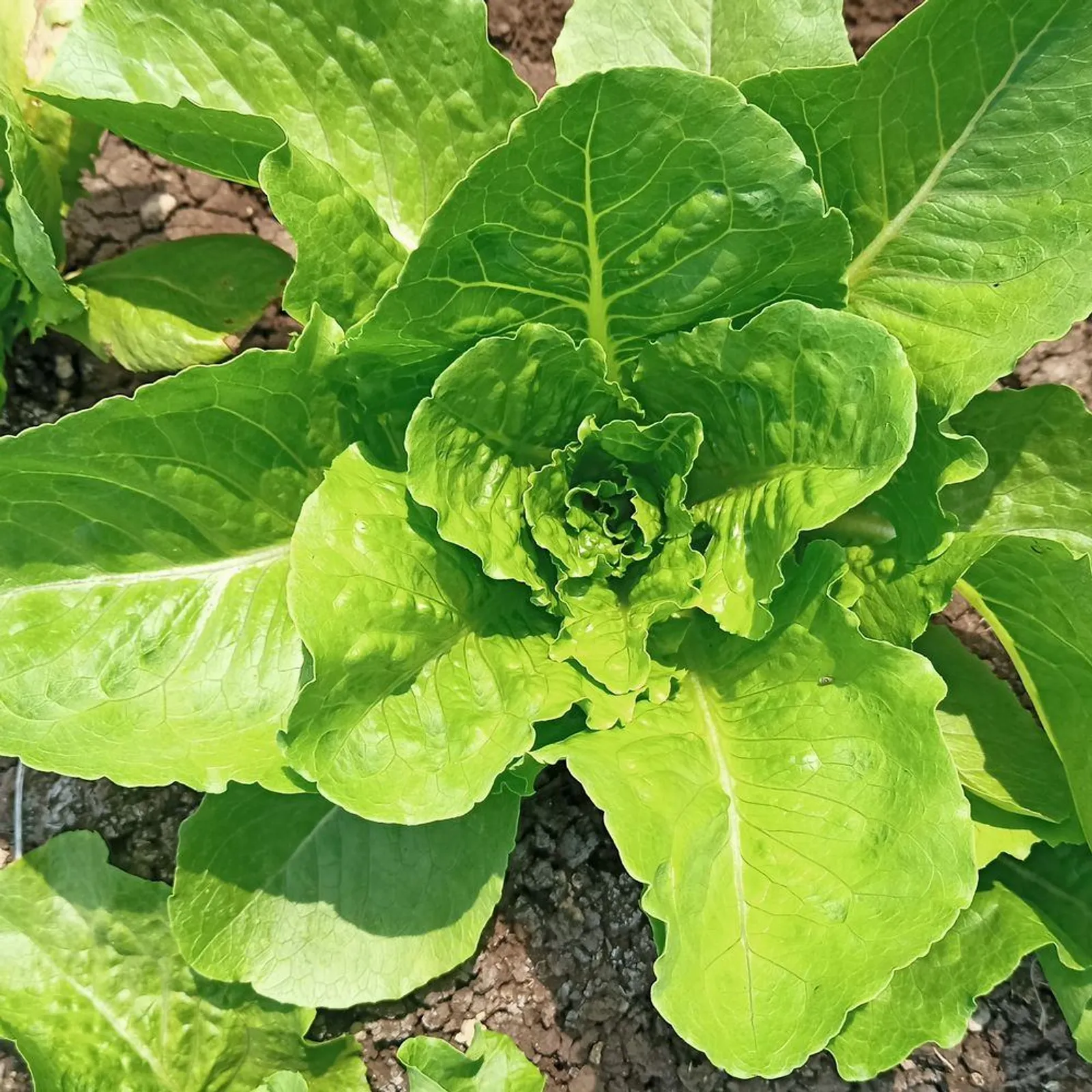Vivian Lettuce