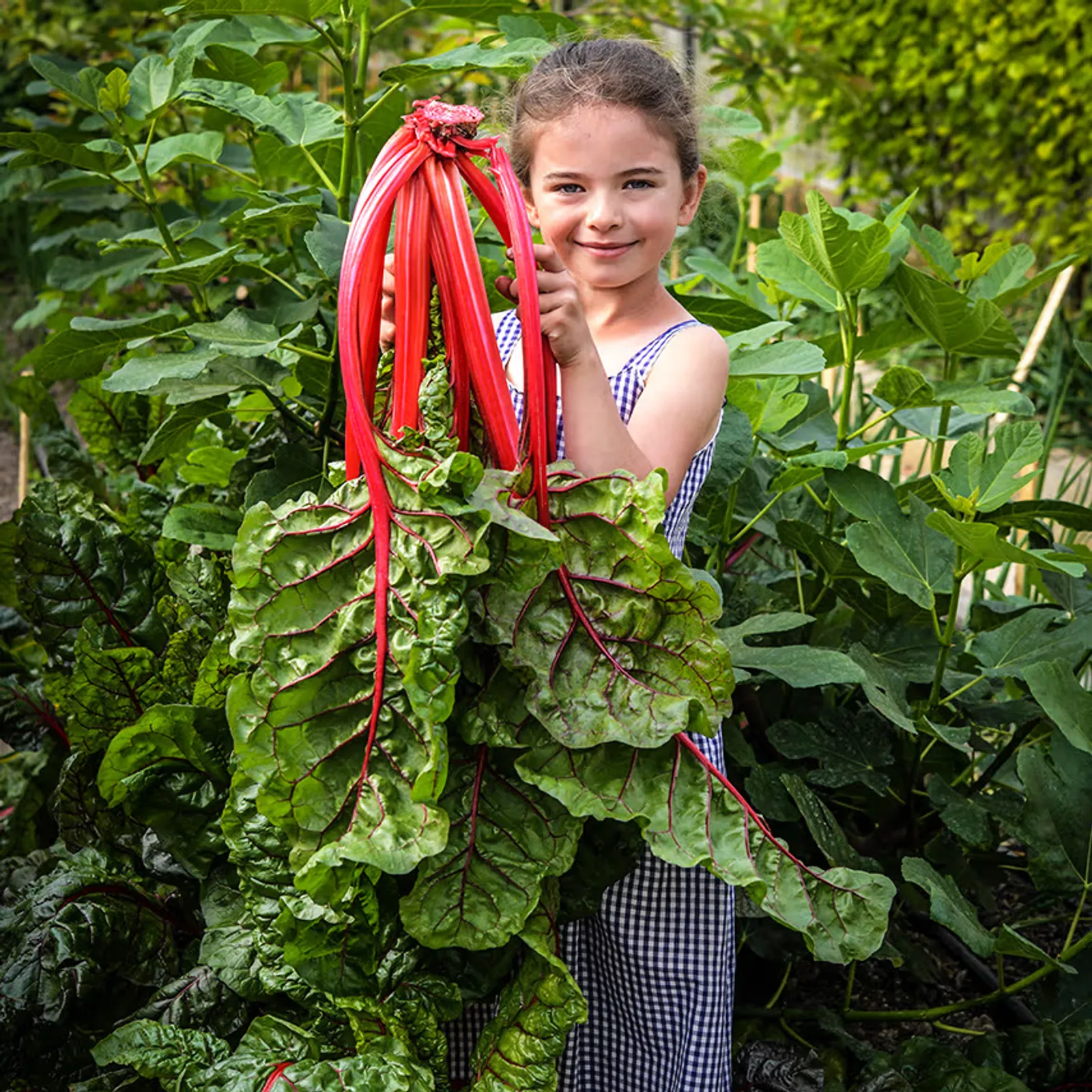 Vulcan Chard
