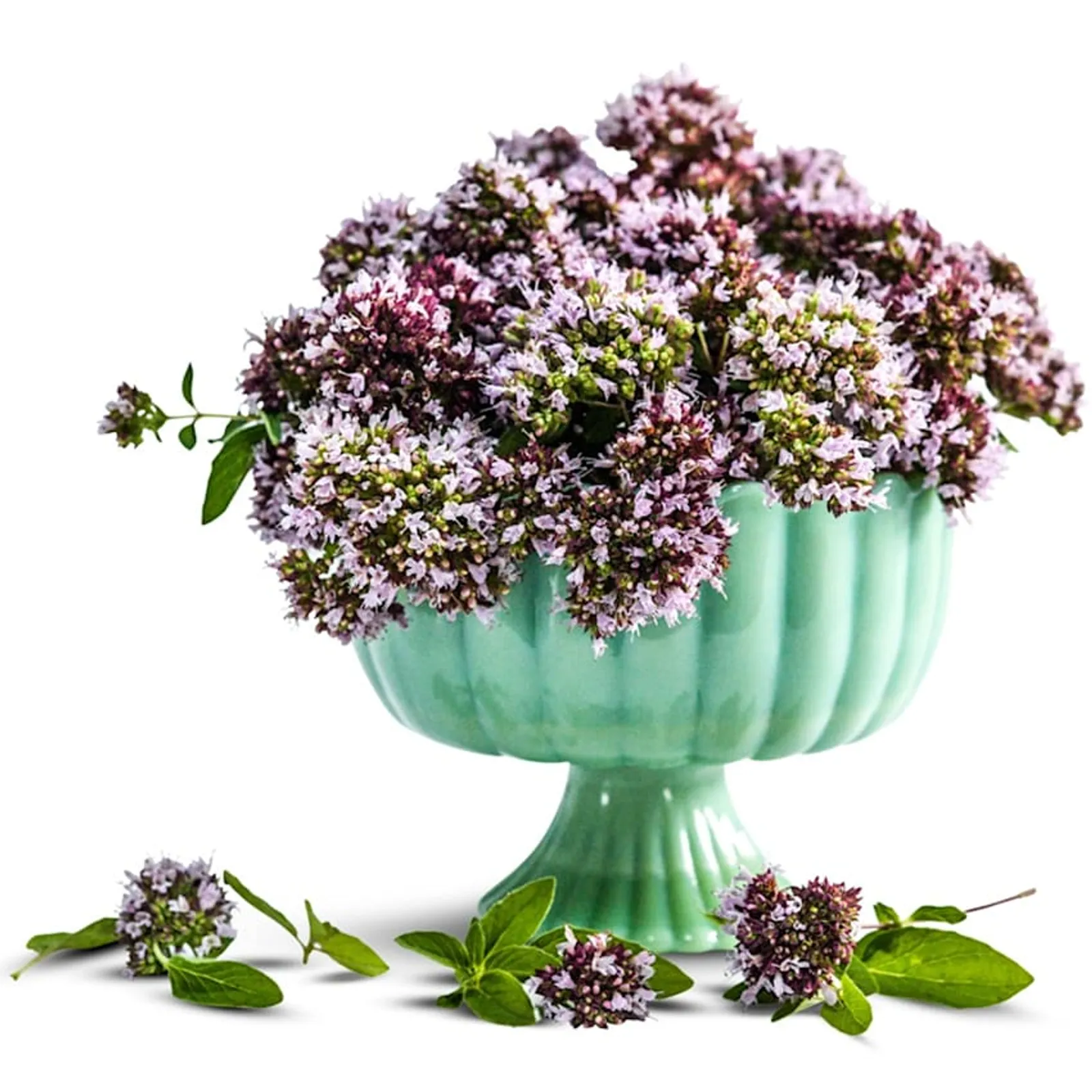 Vulgare Oregano