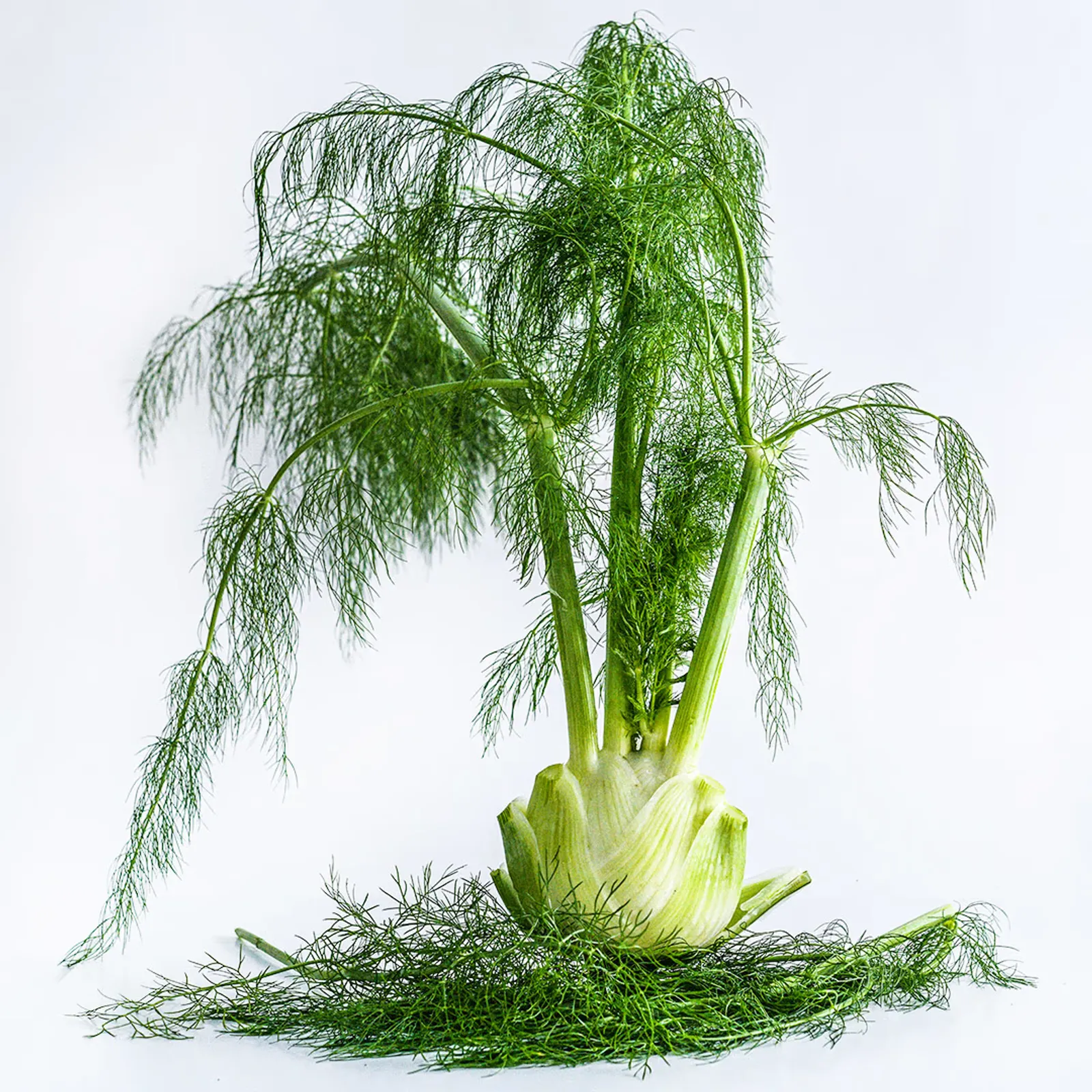 Wadenromen Fennel
