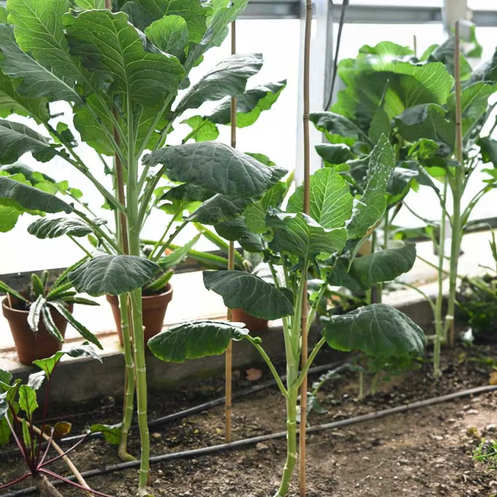Walking Stick Kale