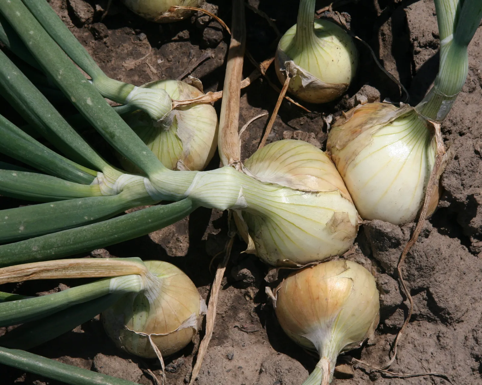 Walla Walla Sweet Onions