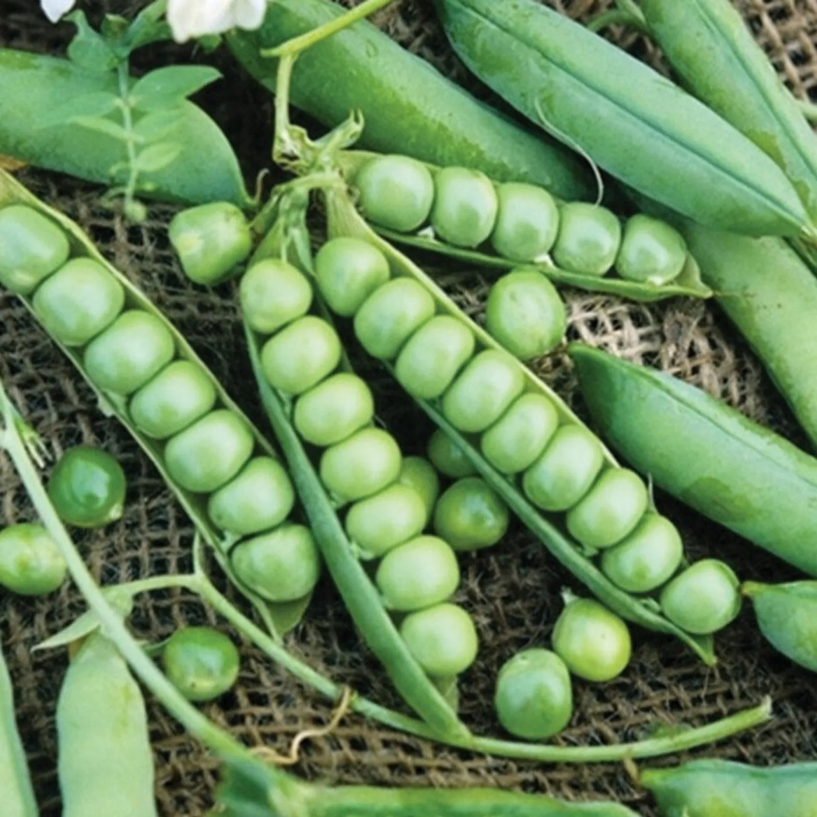 Wando Peas