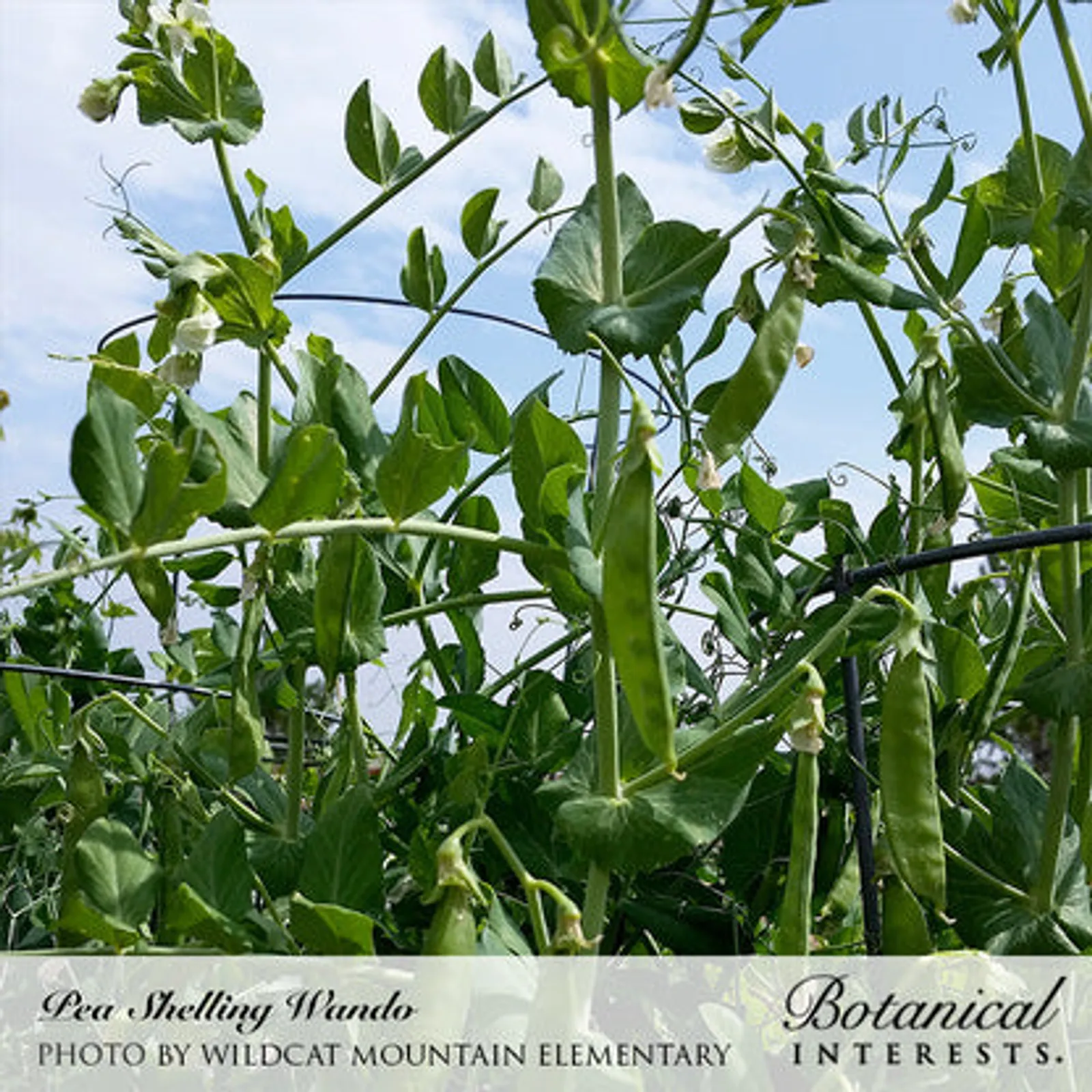 Wando Shelling Peas