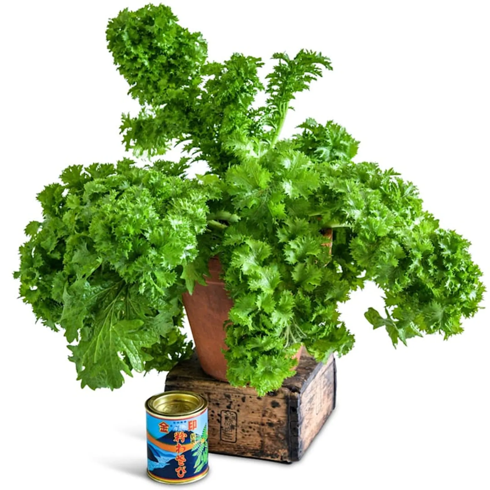 Wasabina Leaf Mustard