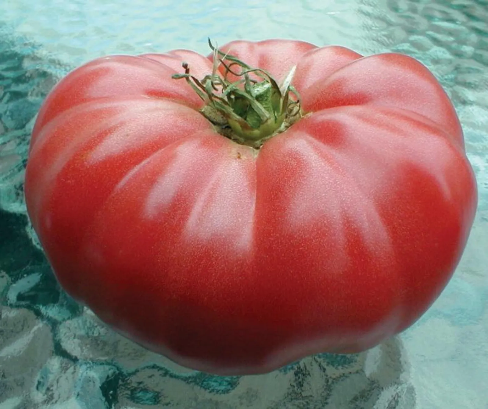 Watermelon Beefsteak Tomatoes