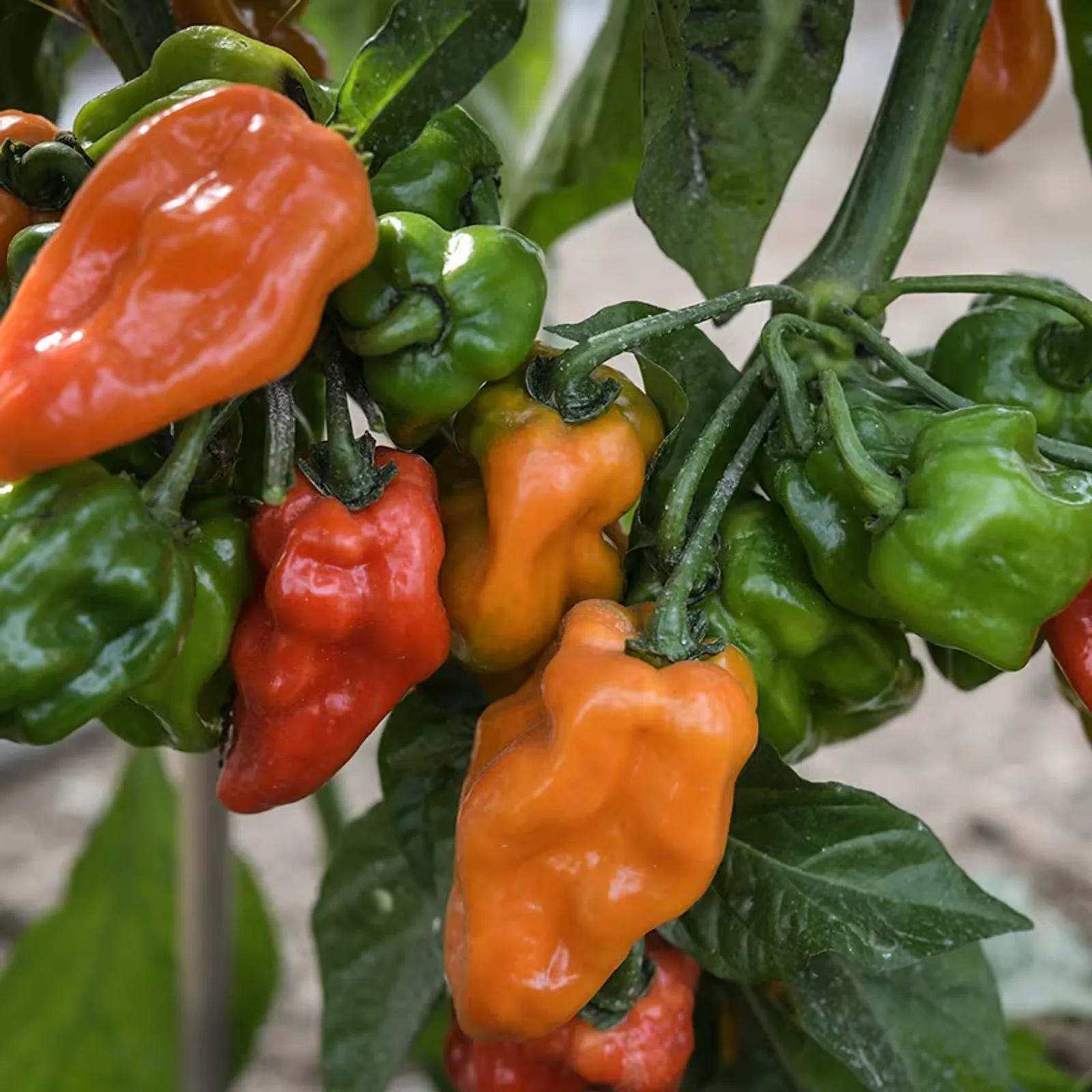 Habanero Peppers
