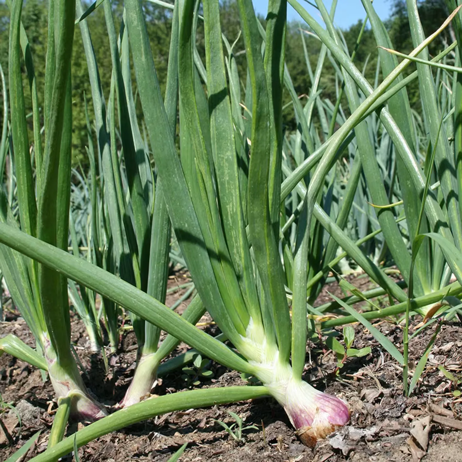 Wethersfield Red Onions