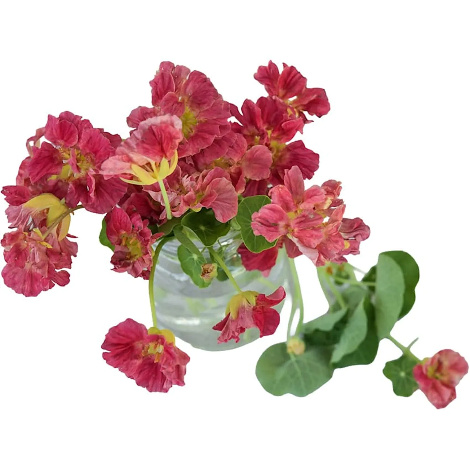 Whirly Bird Rose Nasturtium