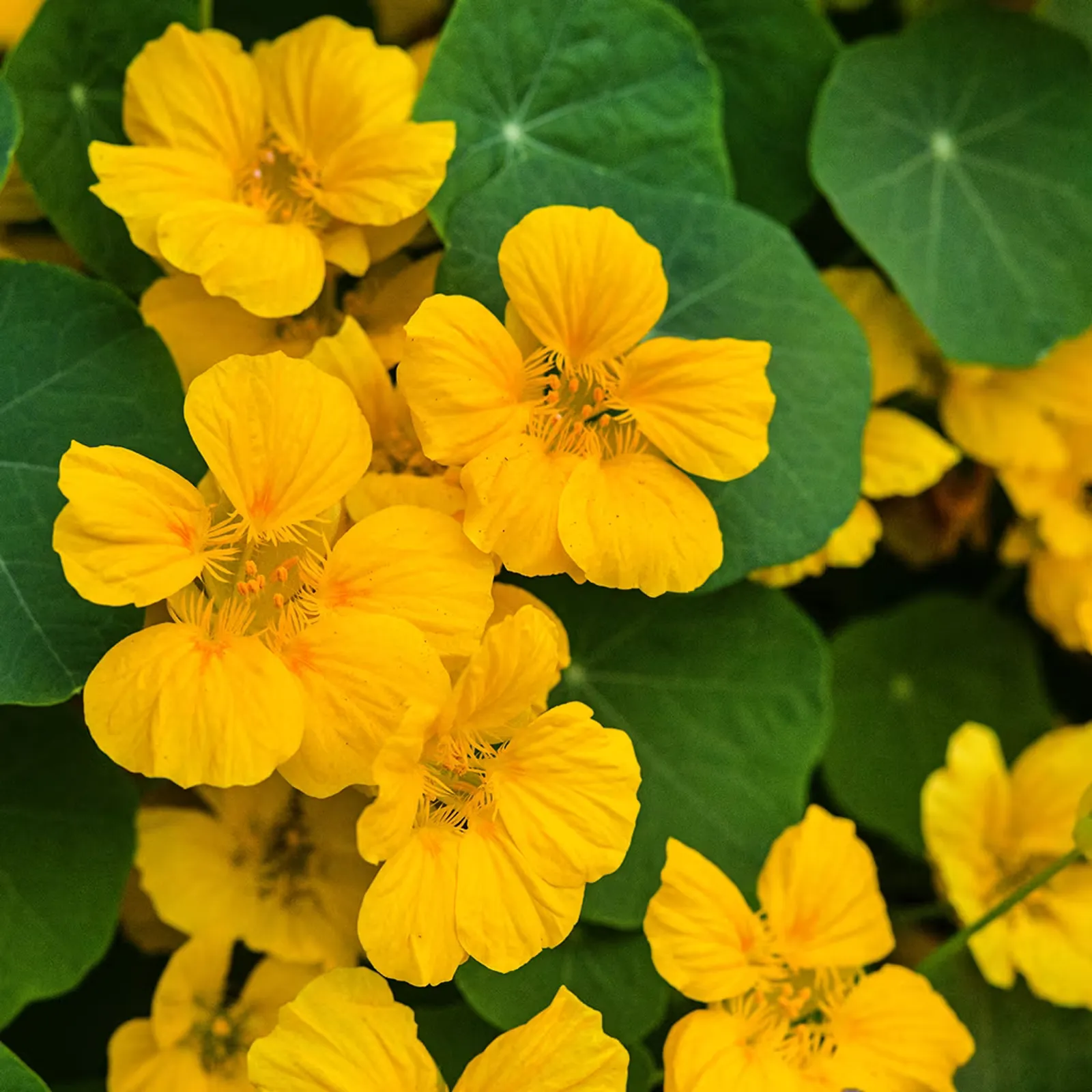 Whirlybird Gold Nasturtium