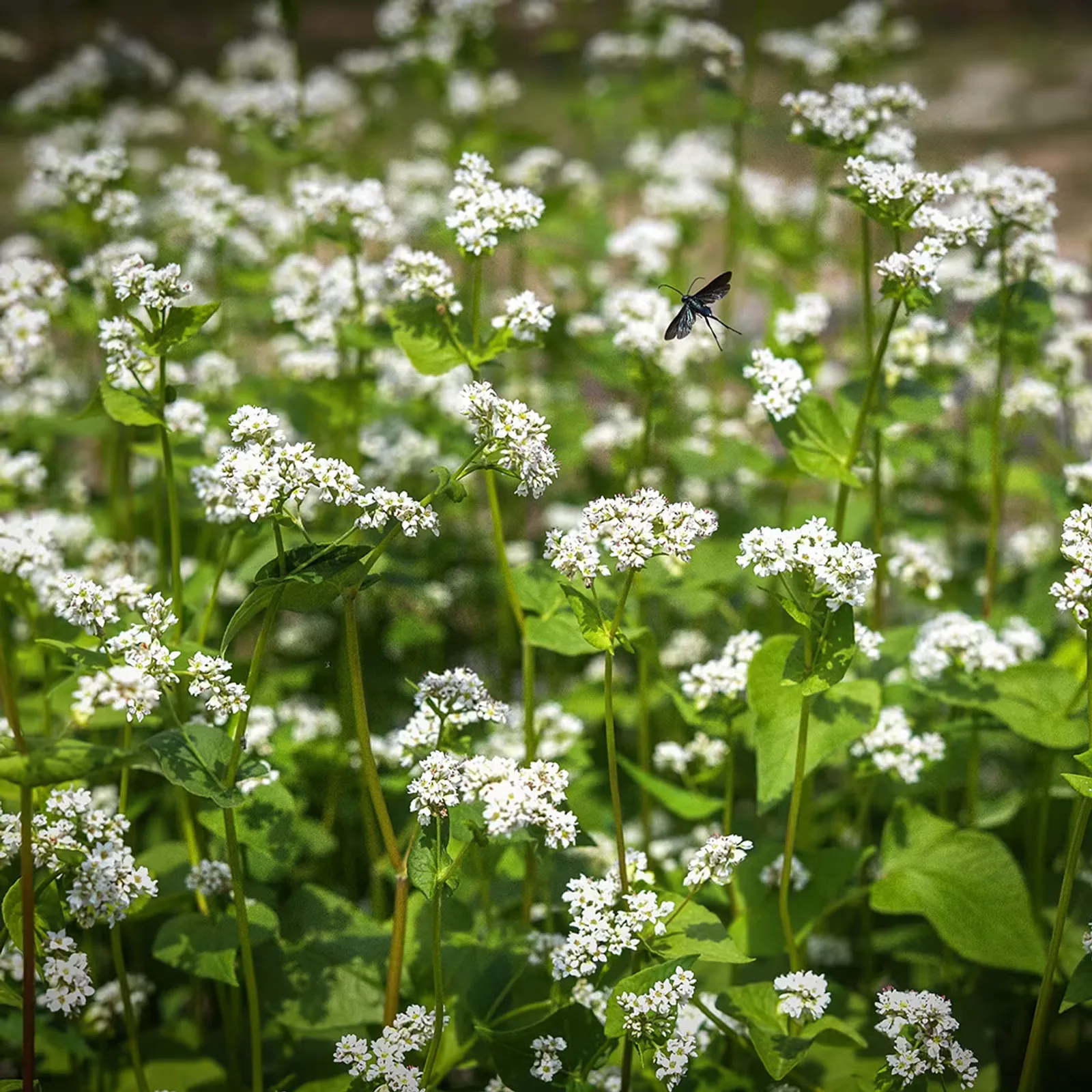 White Buckwheat