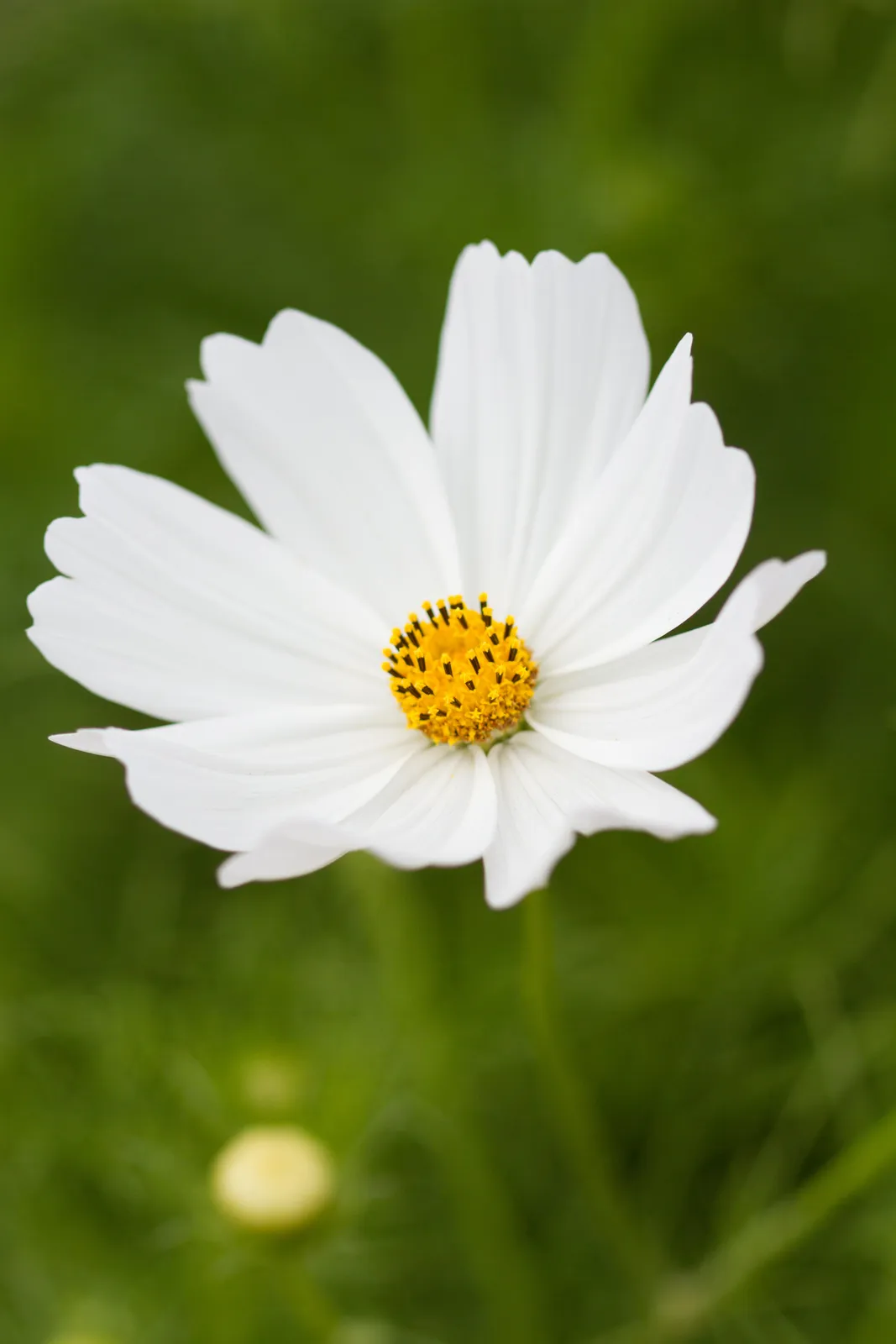 White Cosmos