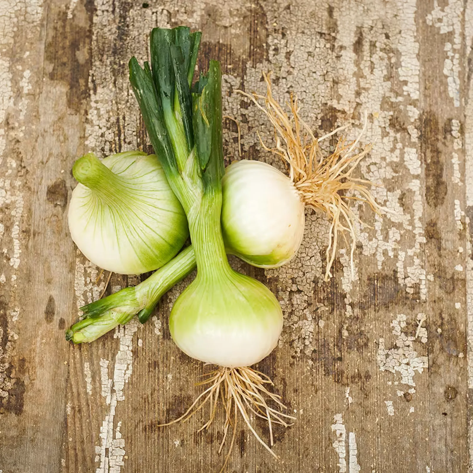 White Creole Onions