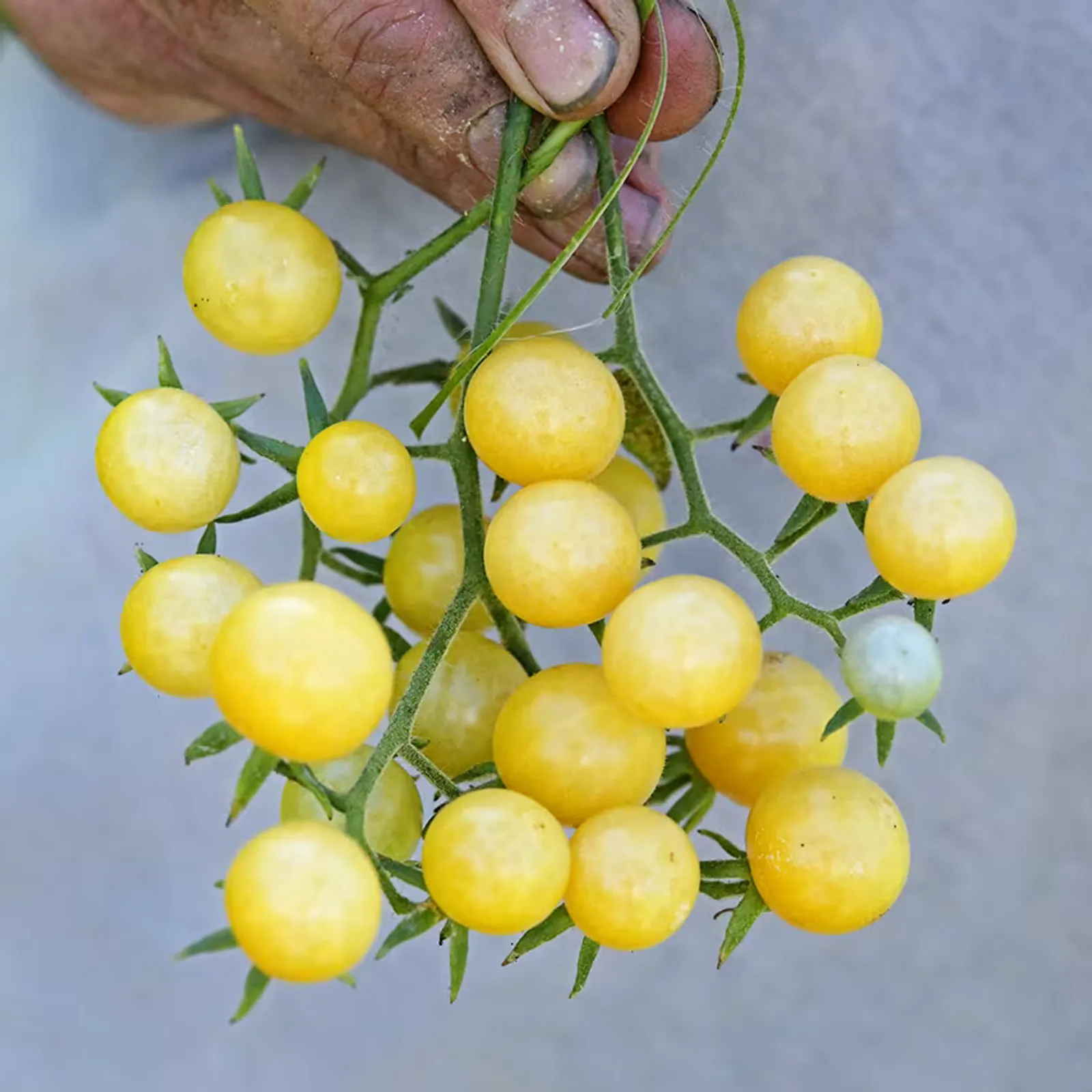 White Currant Tomatoes