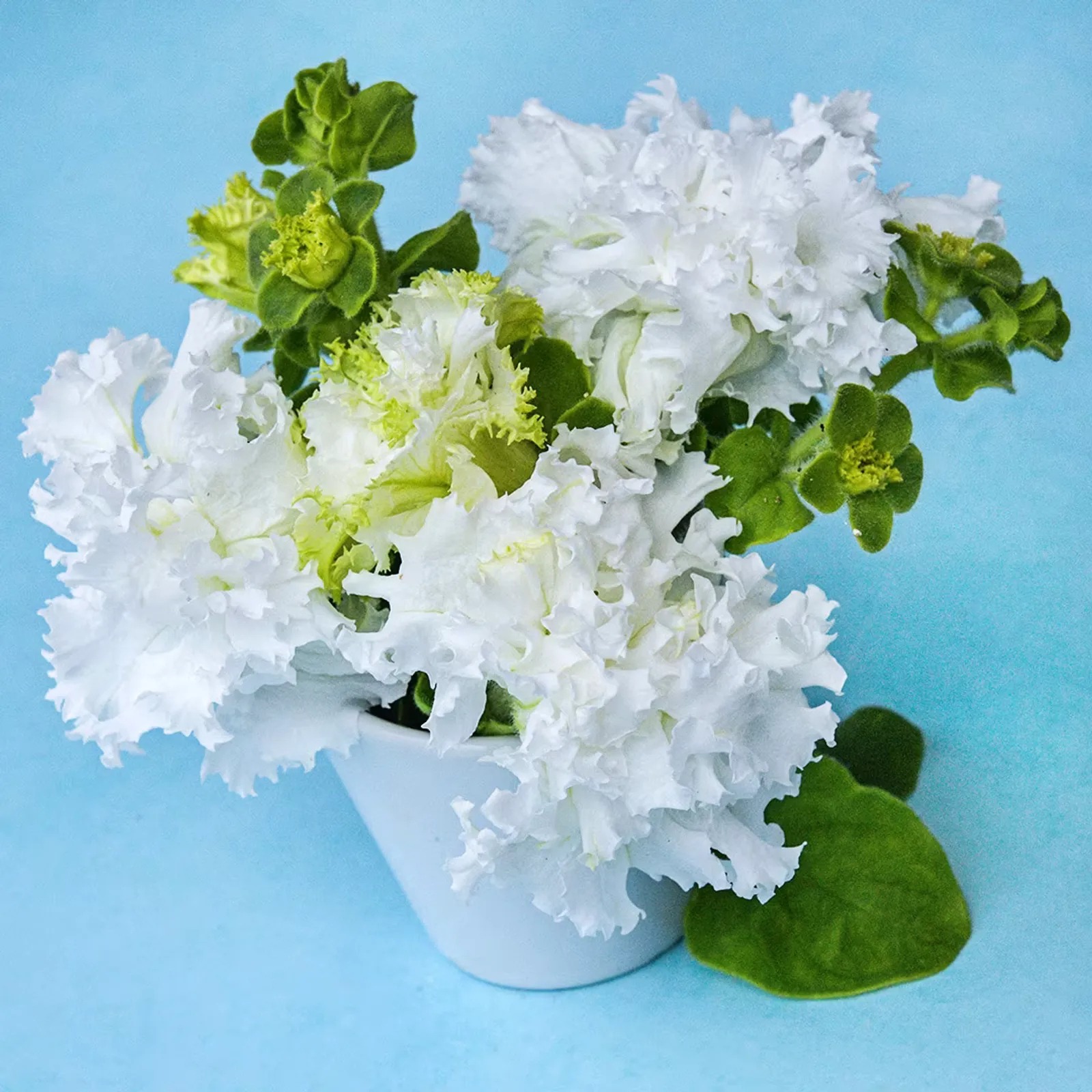 White Double Petunia