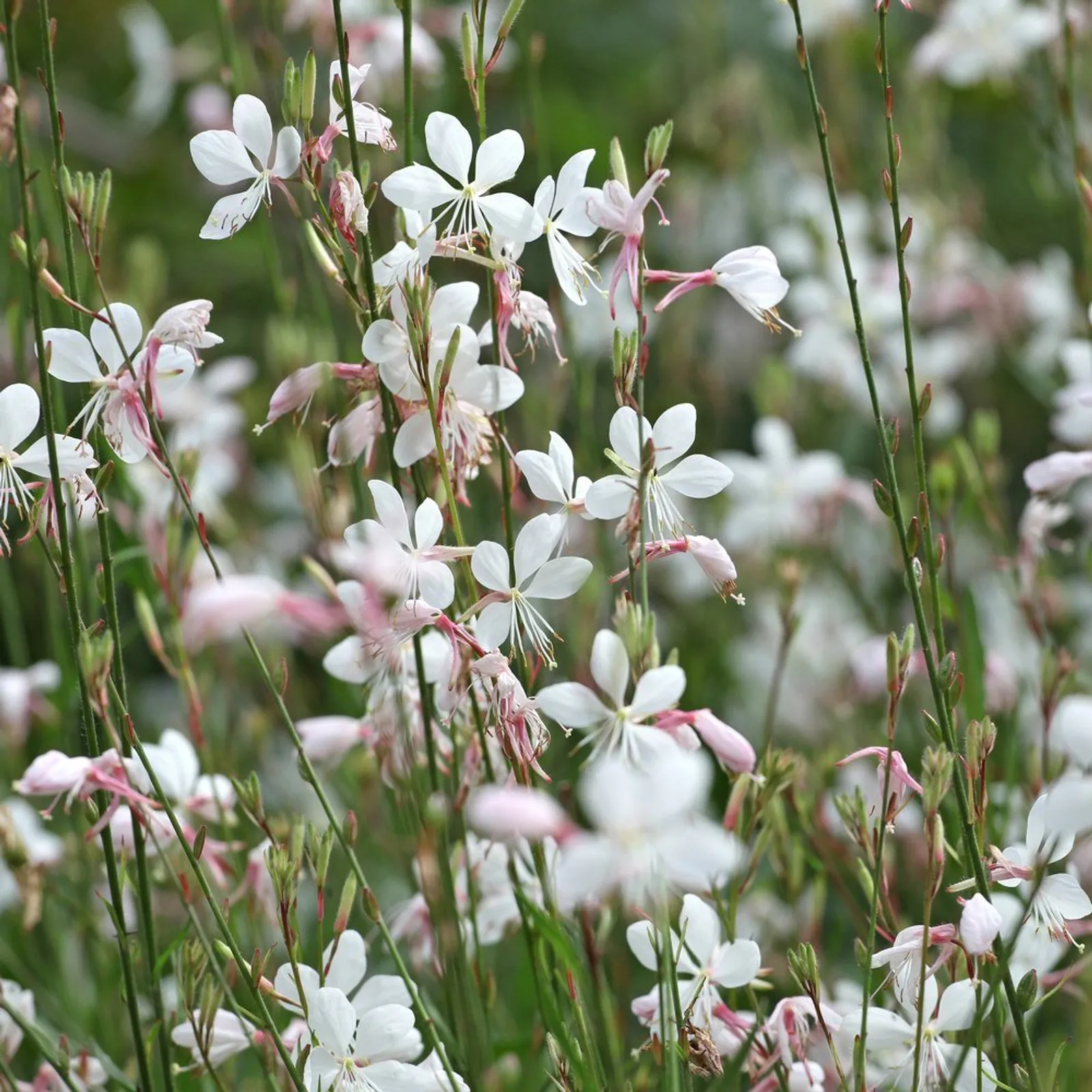 White Gaura Agastache