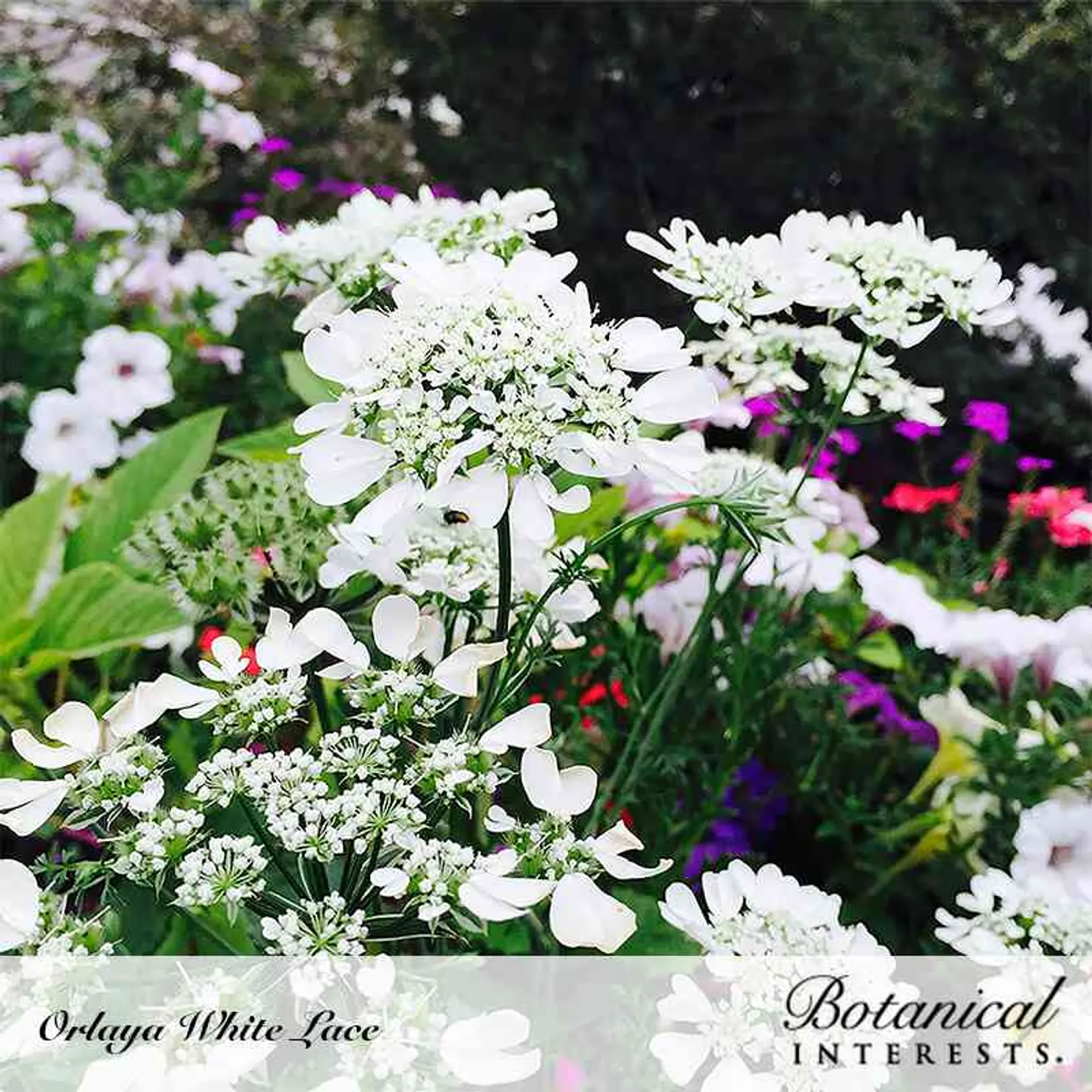White Lace Orlaya