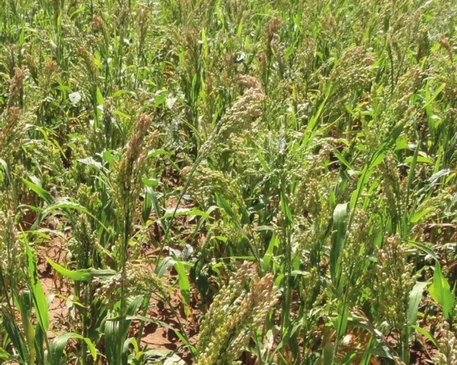 White Proso Millet Rice