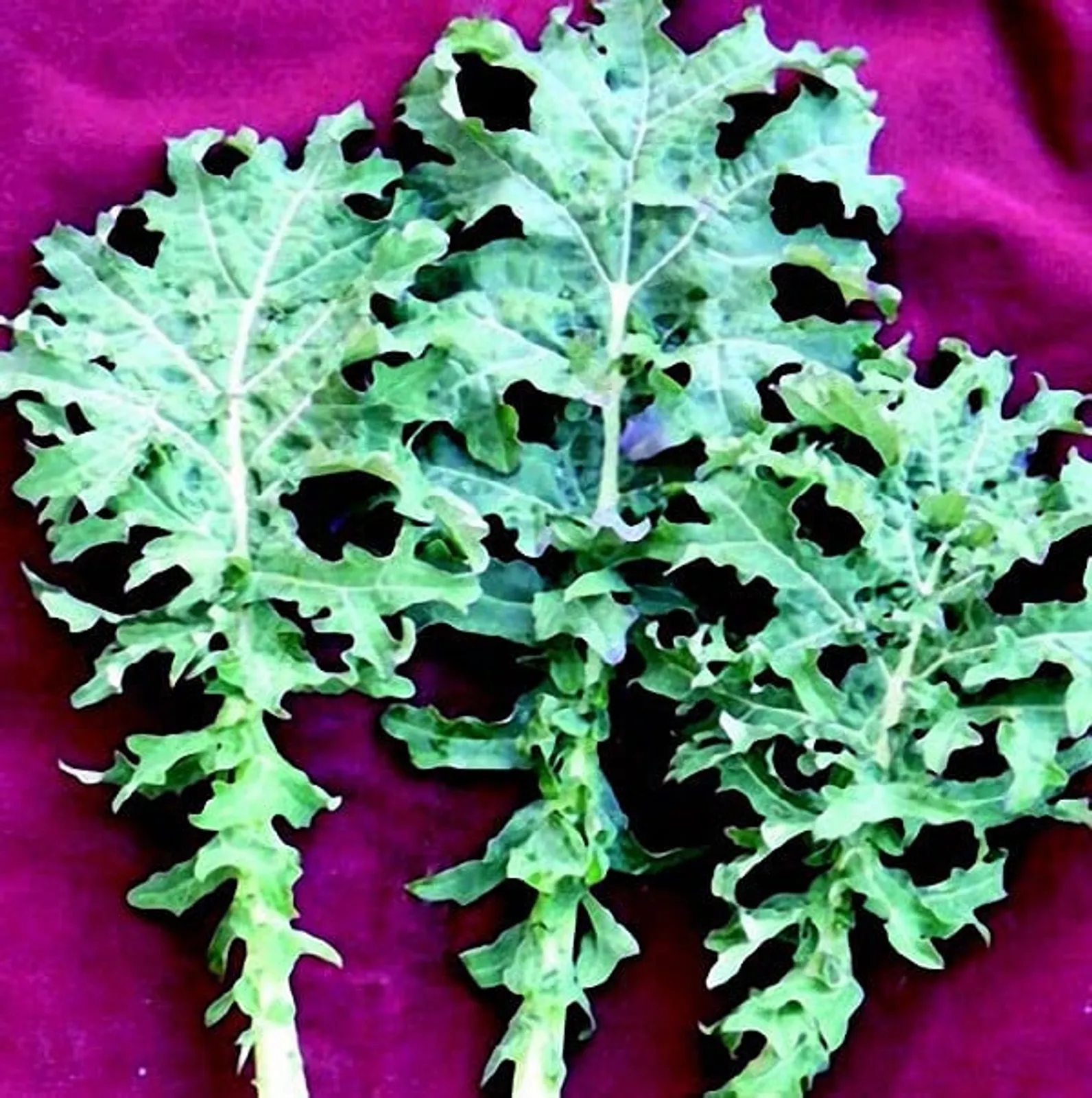 White Russian Kale