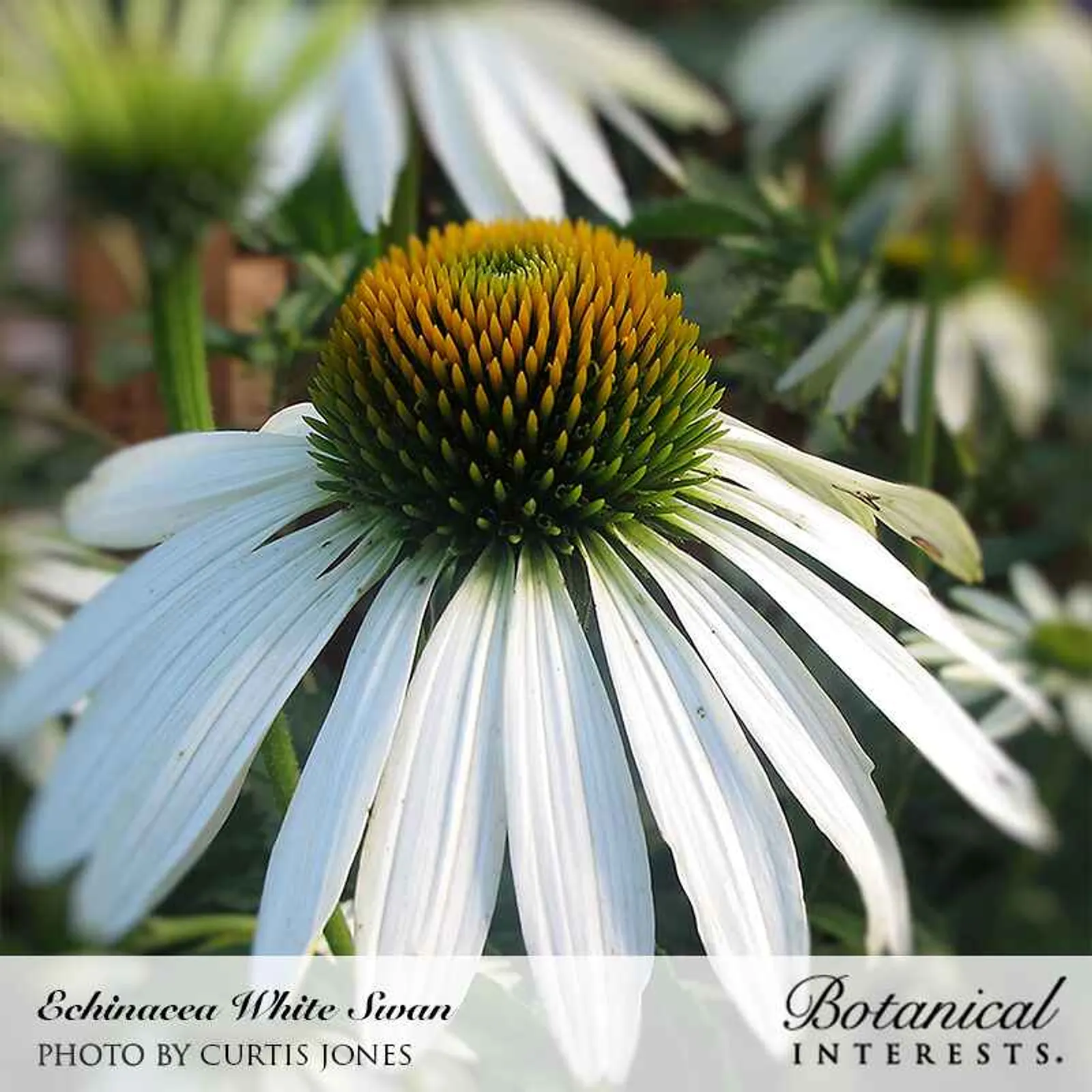 White Swan Echinacea