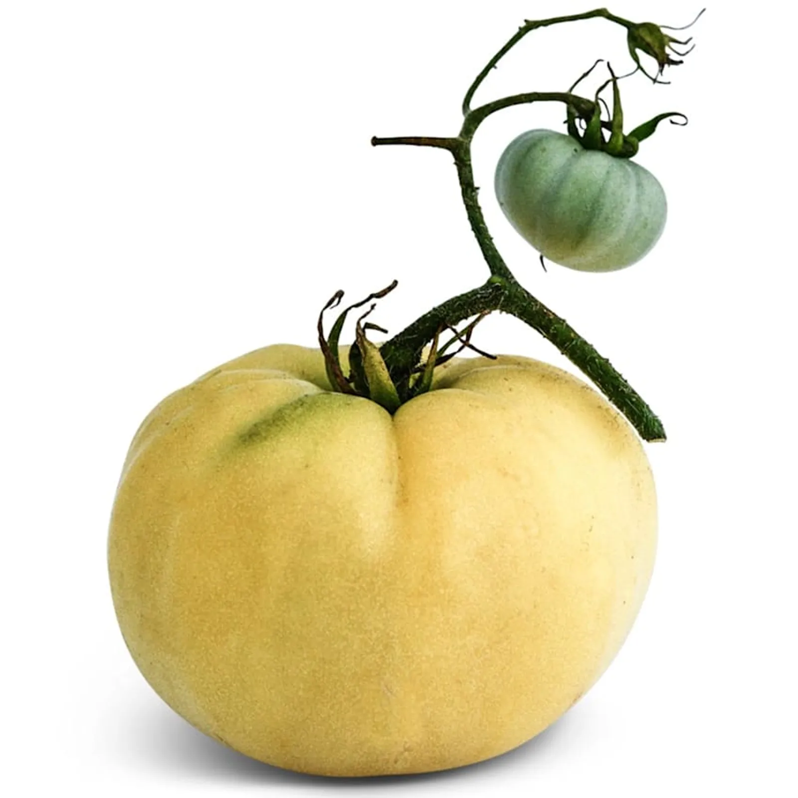 White Tomesol Tomatoes
