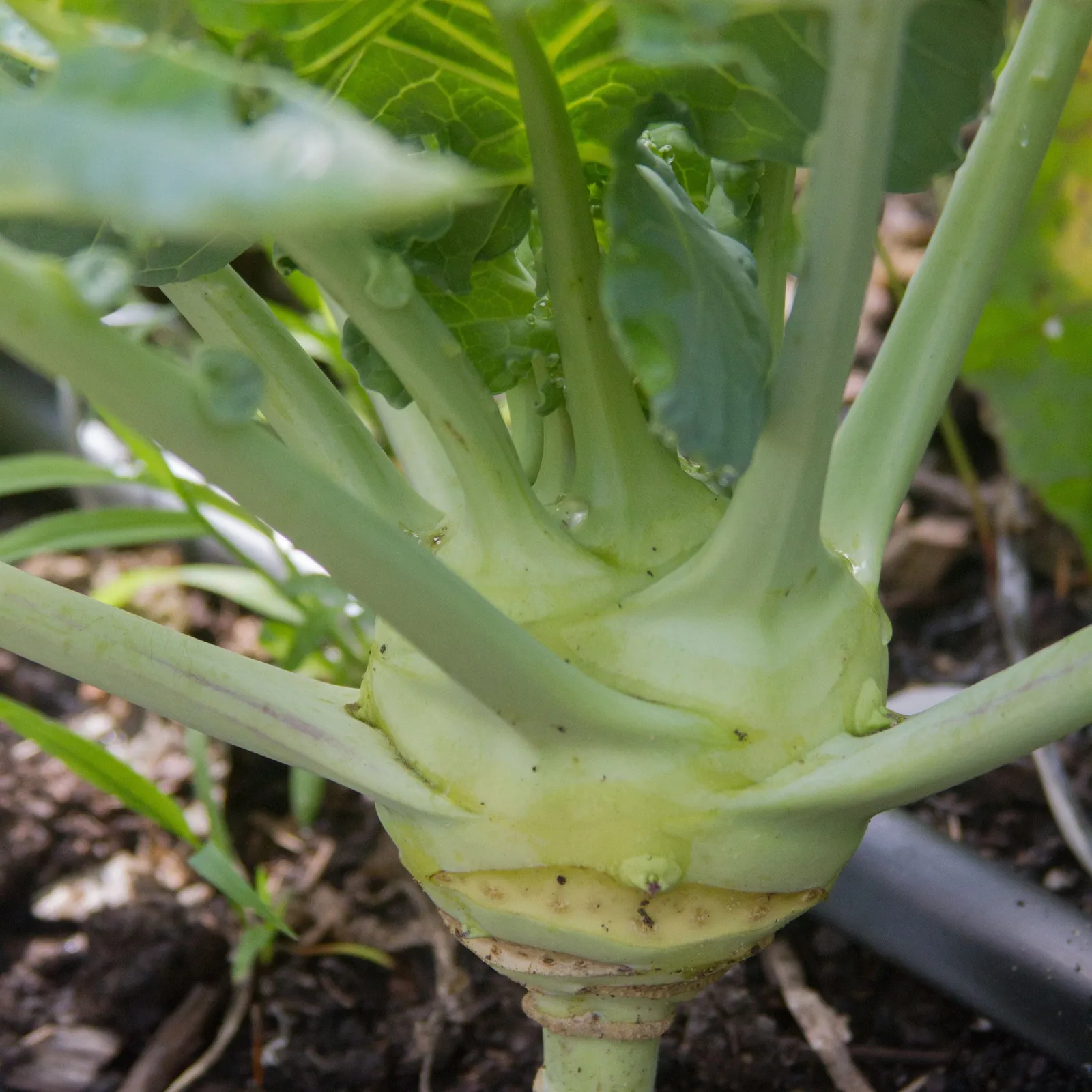 Early White Vienna Kohlrabi