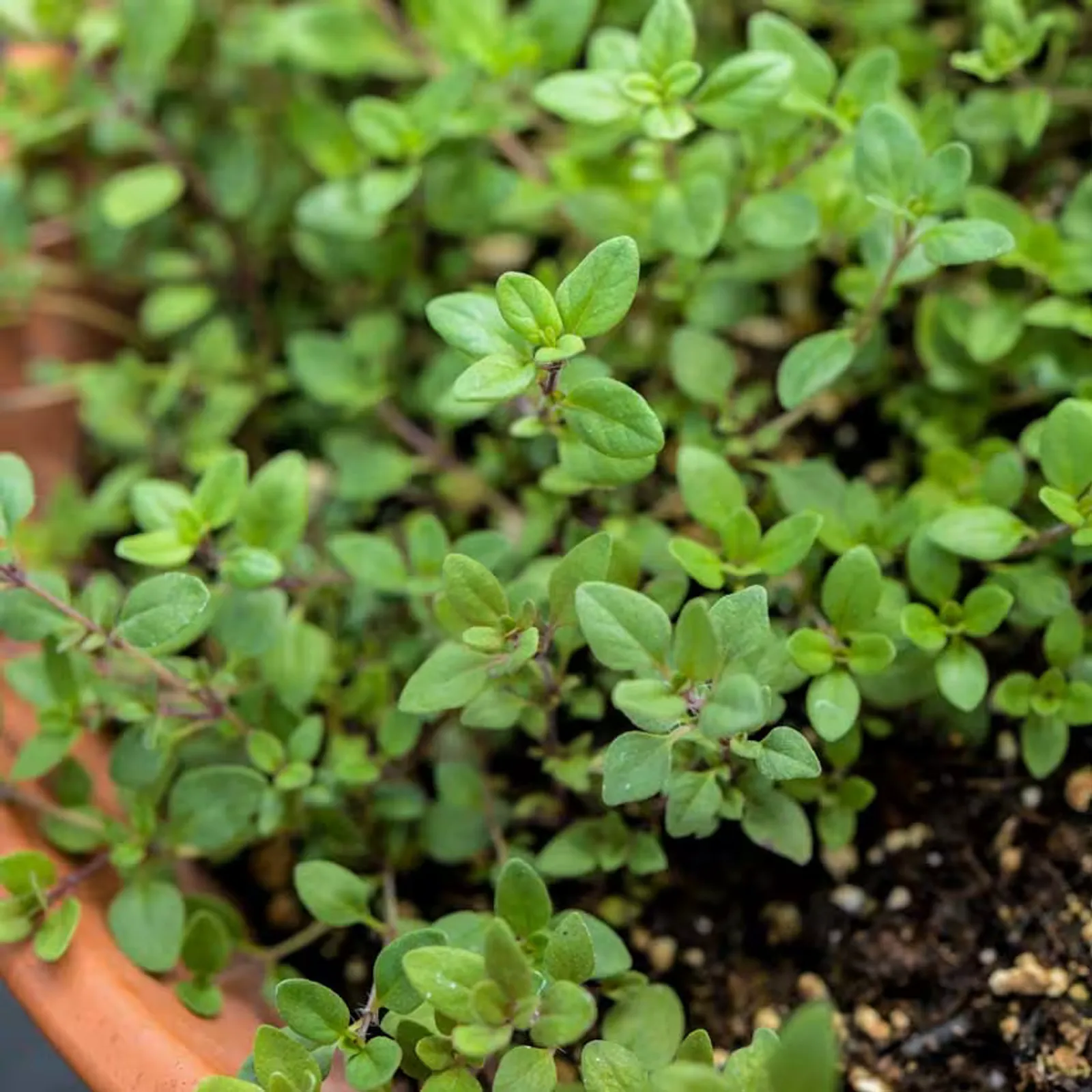 Wild Thyme