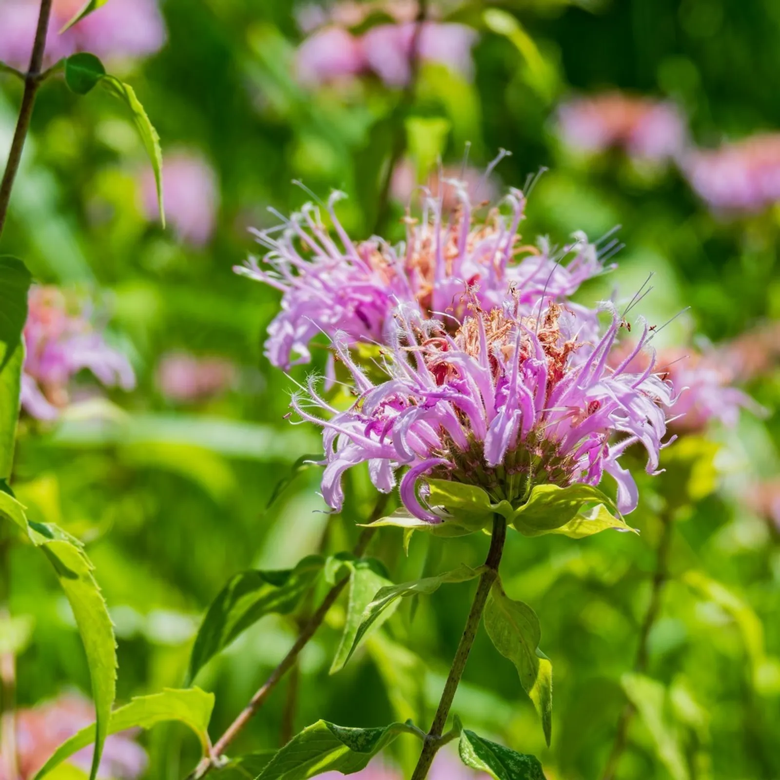 Wild Bergamot Bee Balm