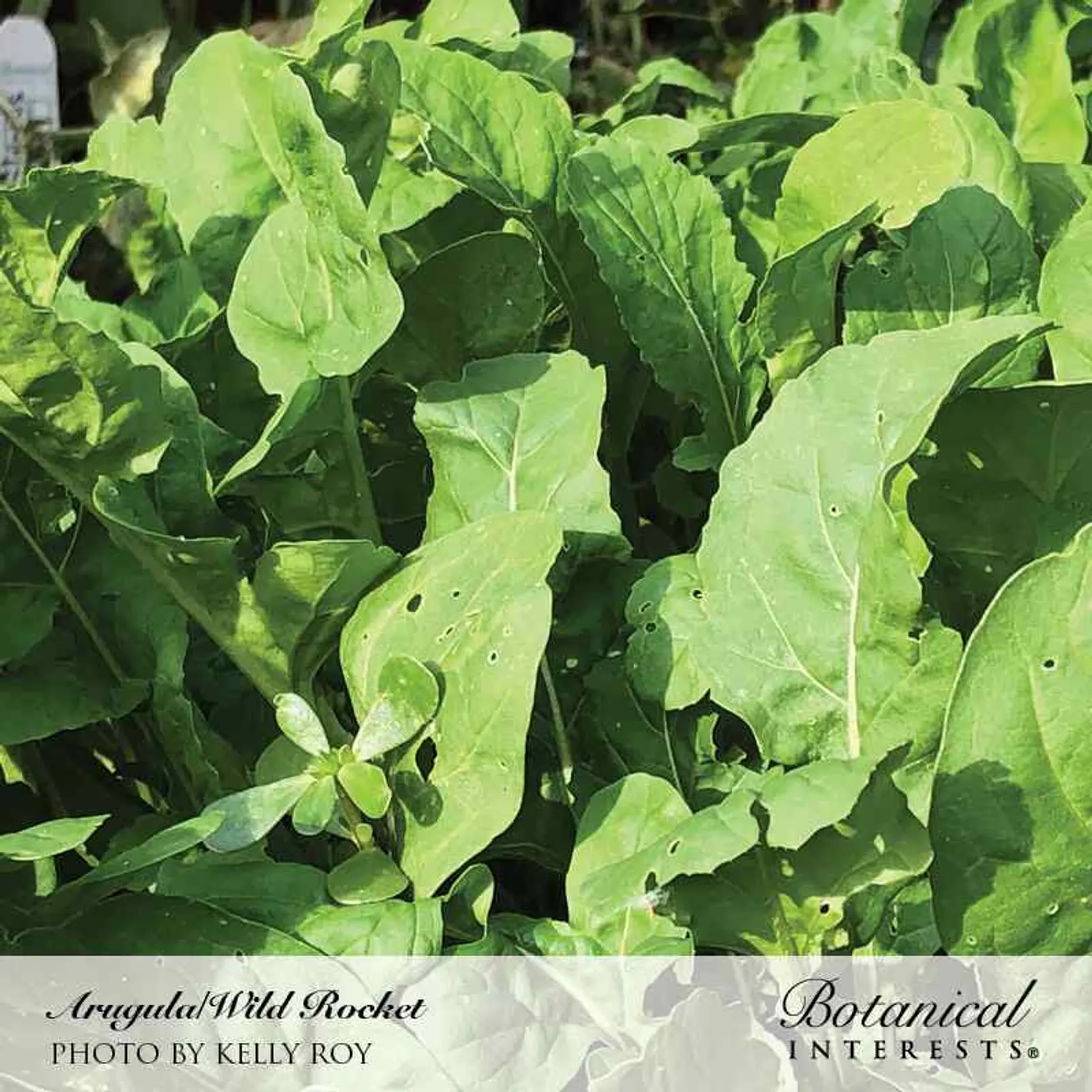 Wild Rocket Arugula