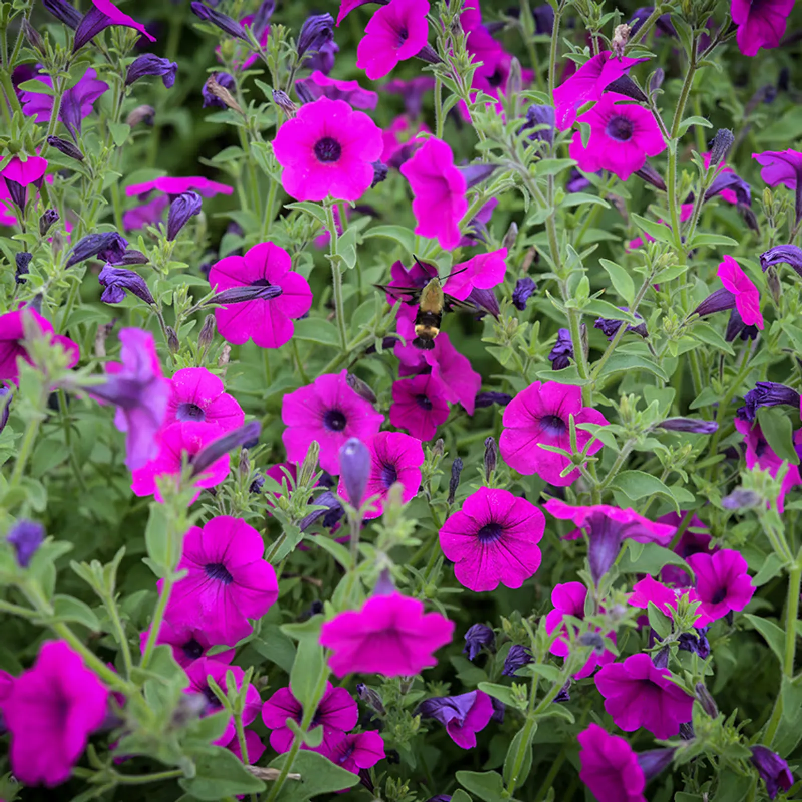 Wild Violet Petunia