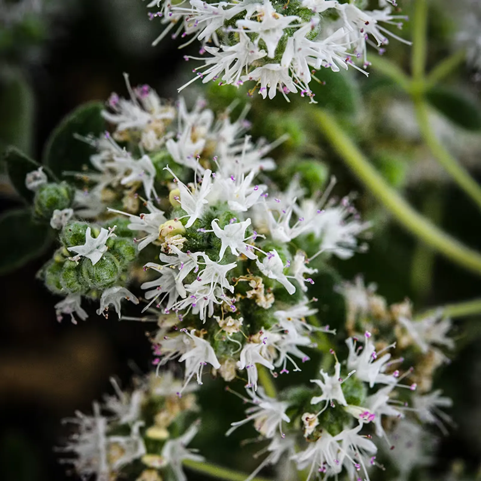 Wild Za'atar Oregano
