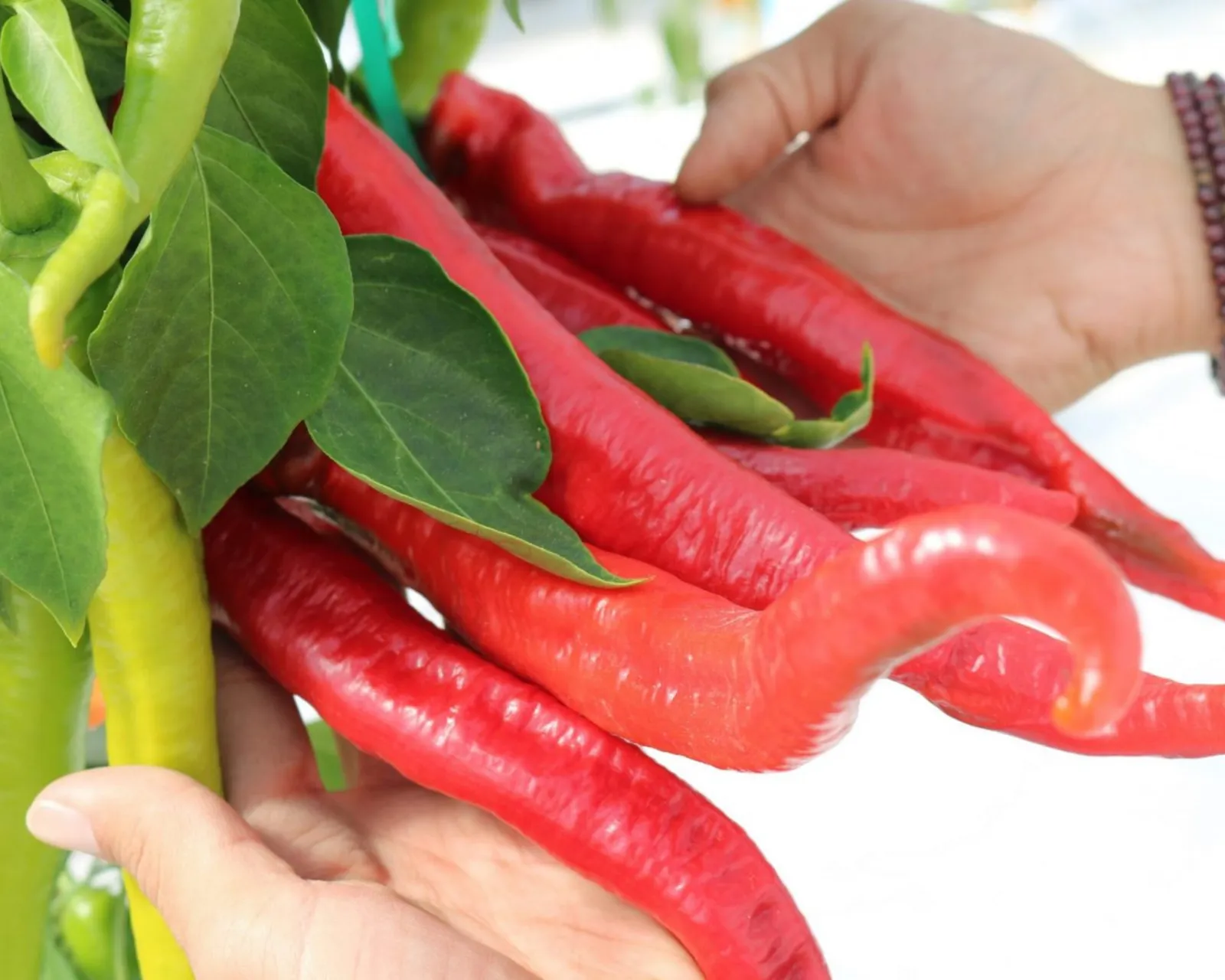 Wildcat Hybrid Cayenne Peppers