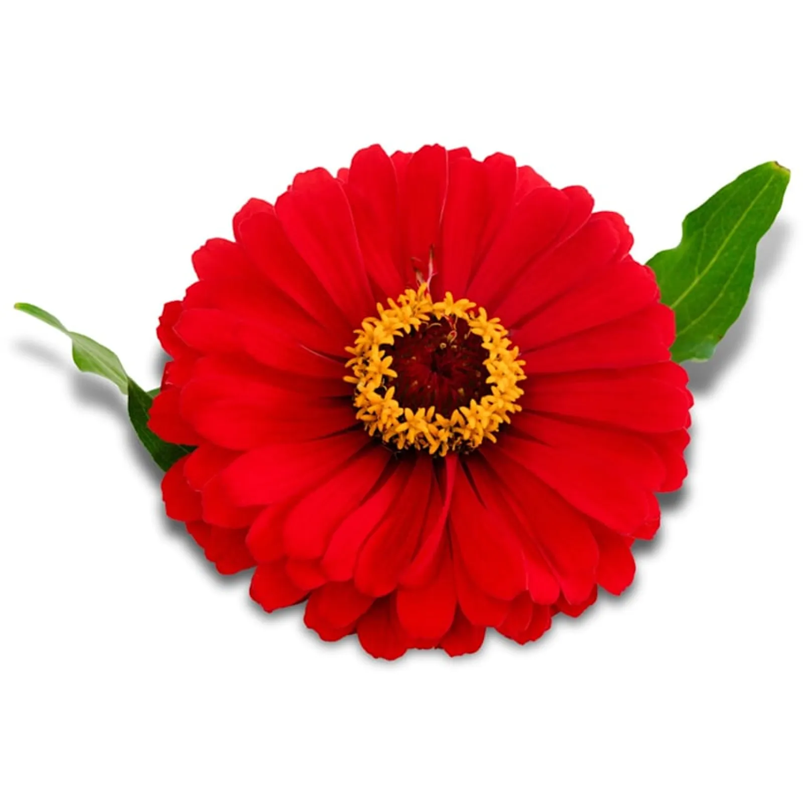 Will Rogers Zinnia