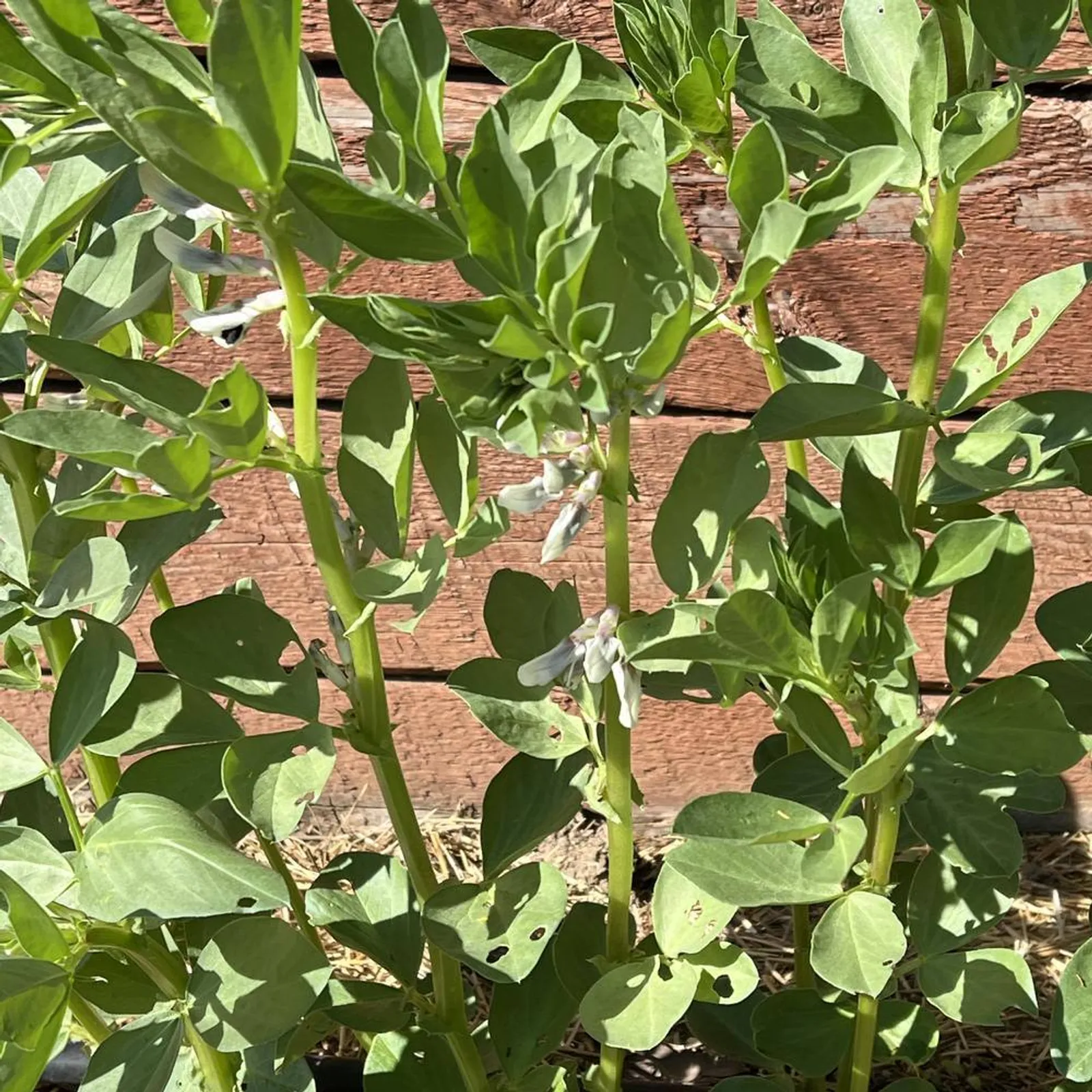 Broad Windsor Beans