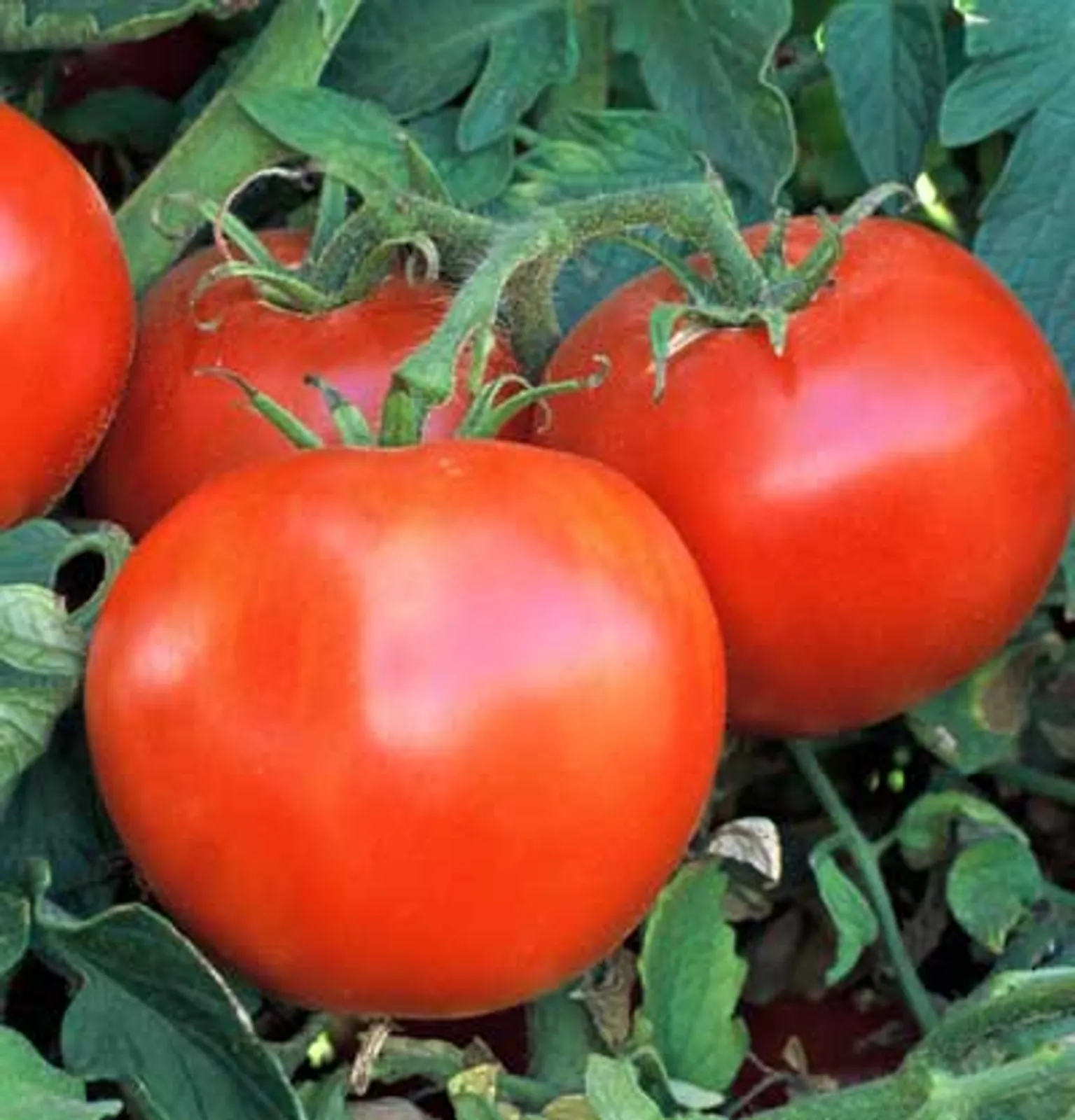 Wisconsin 55 Tomatoes