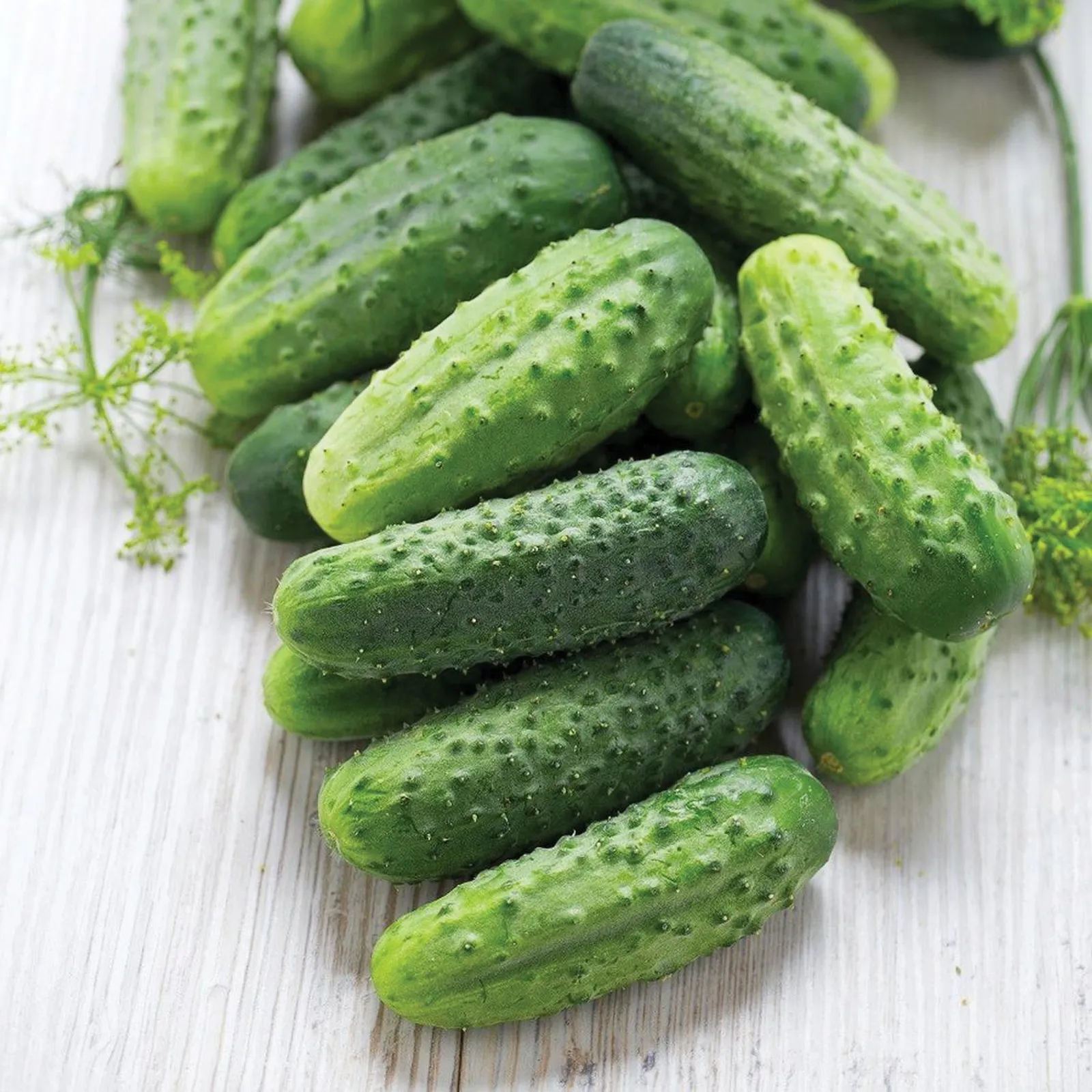 Wisconsin SMR 58 Cucumbers