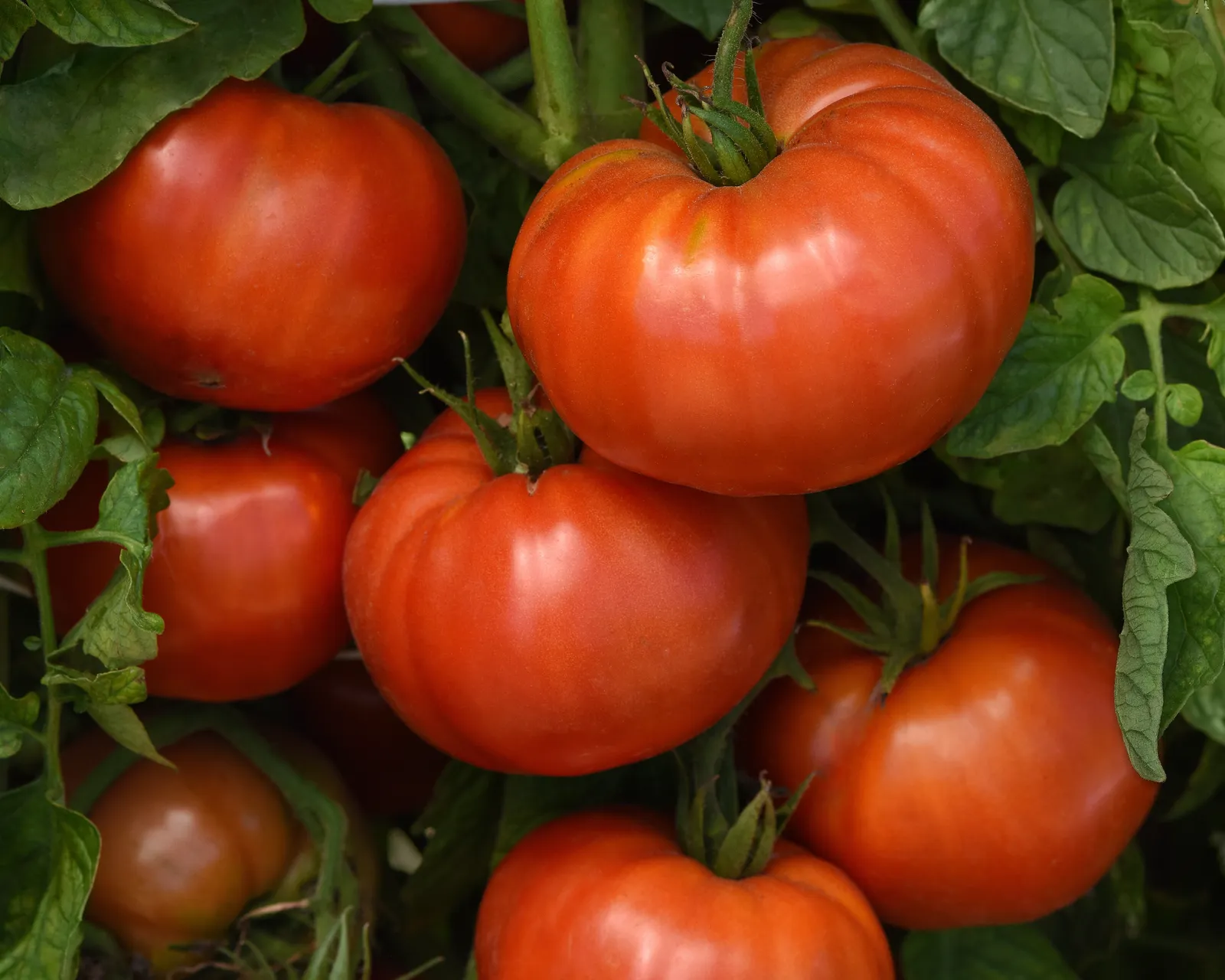 WonderStar Pink Tomatoes