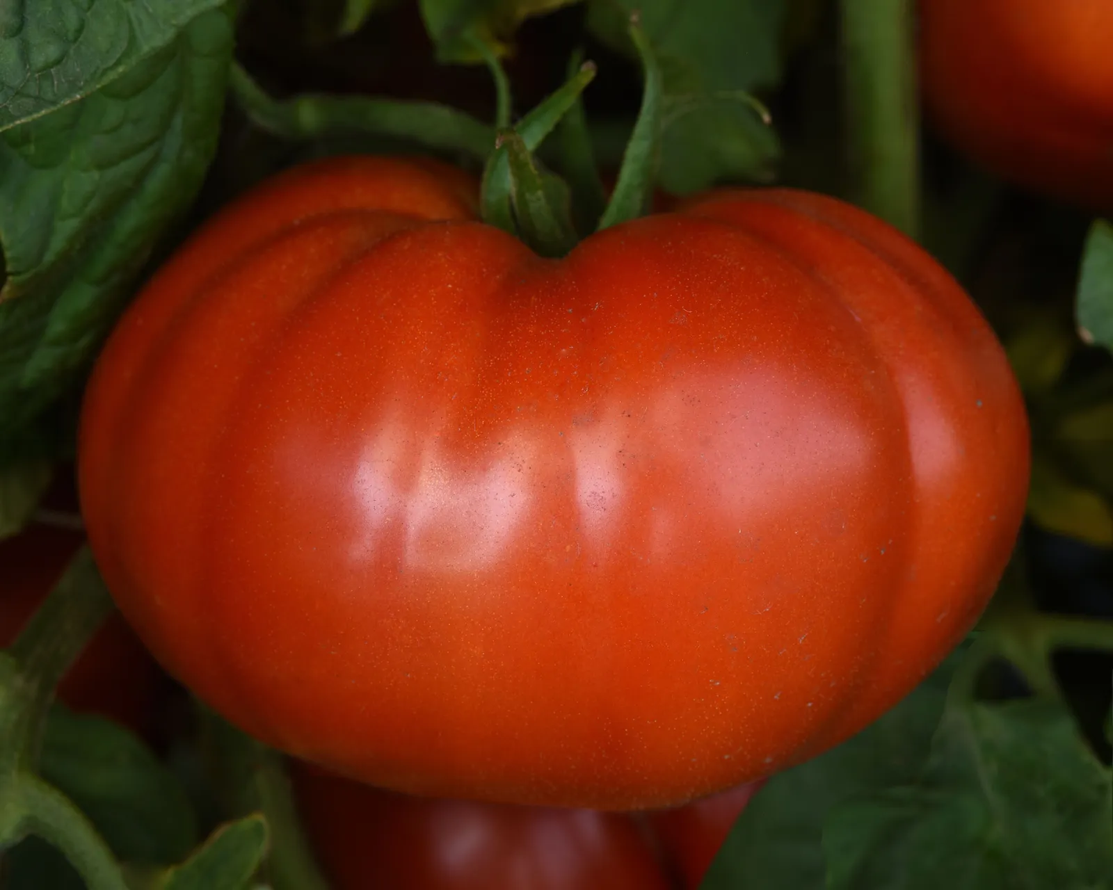 WonderStar Red Tomatoes
